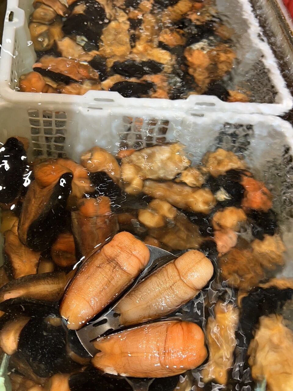 北极冰山蚌生长在加拿大北大西洋远离海岸线300海里0-5度的冰冷无