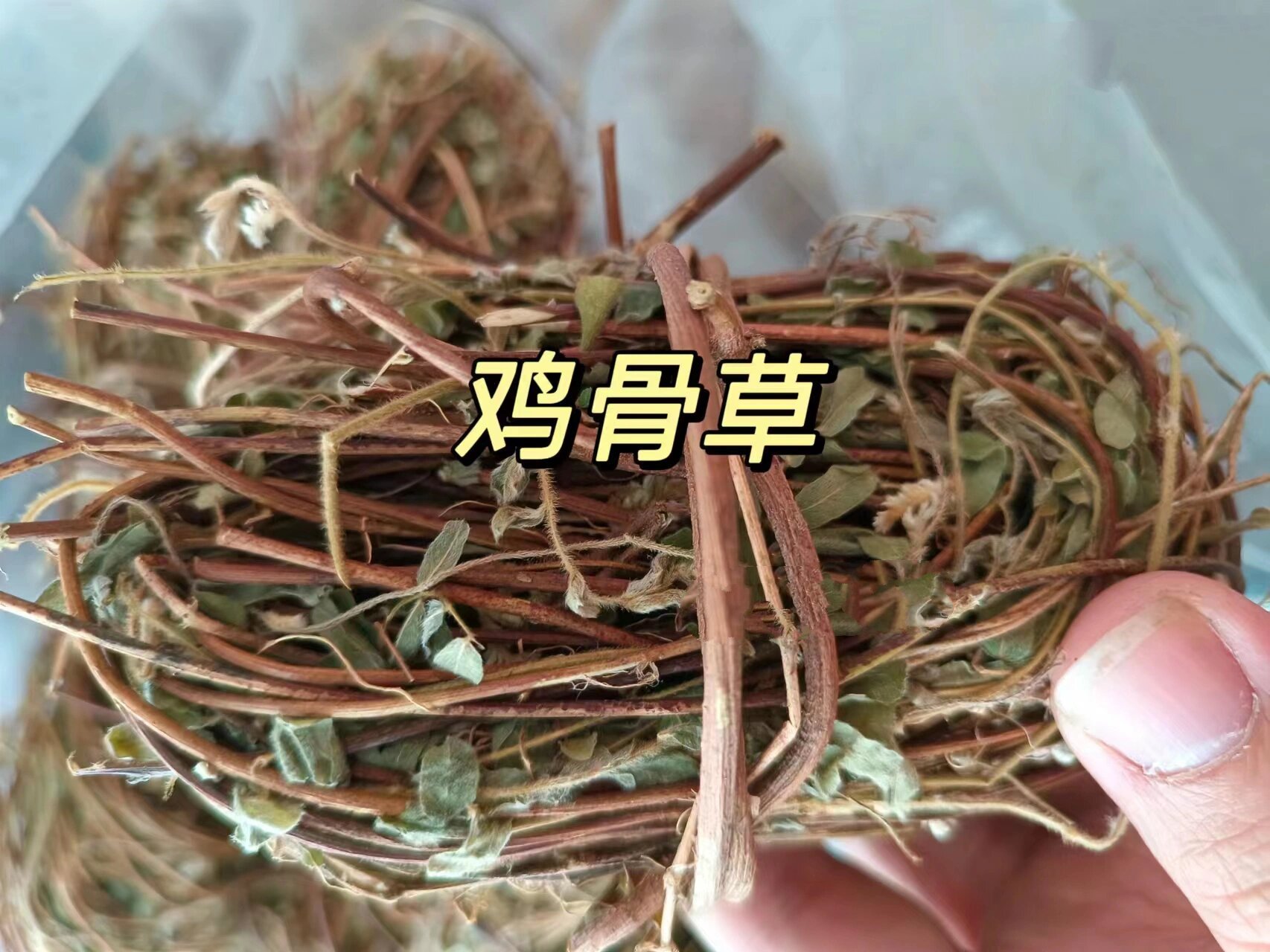 真假鸡骨草图片