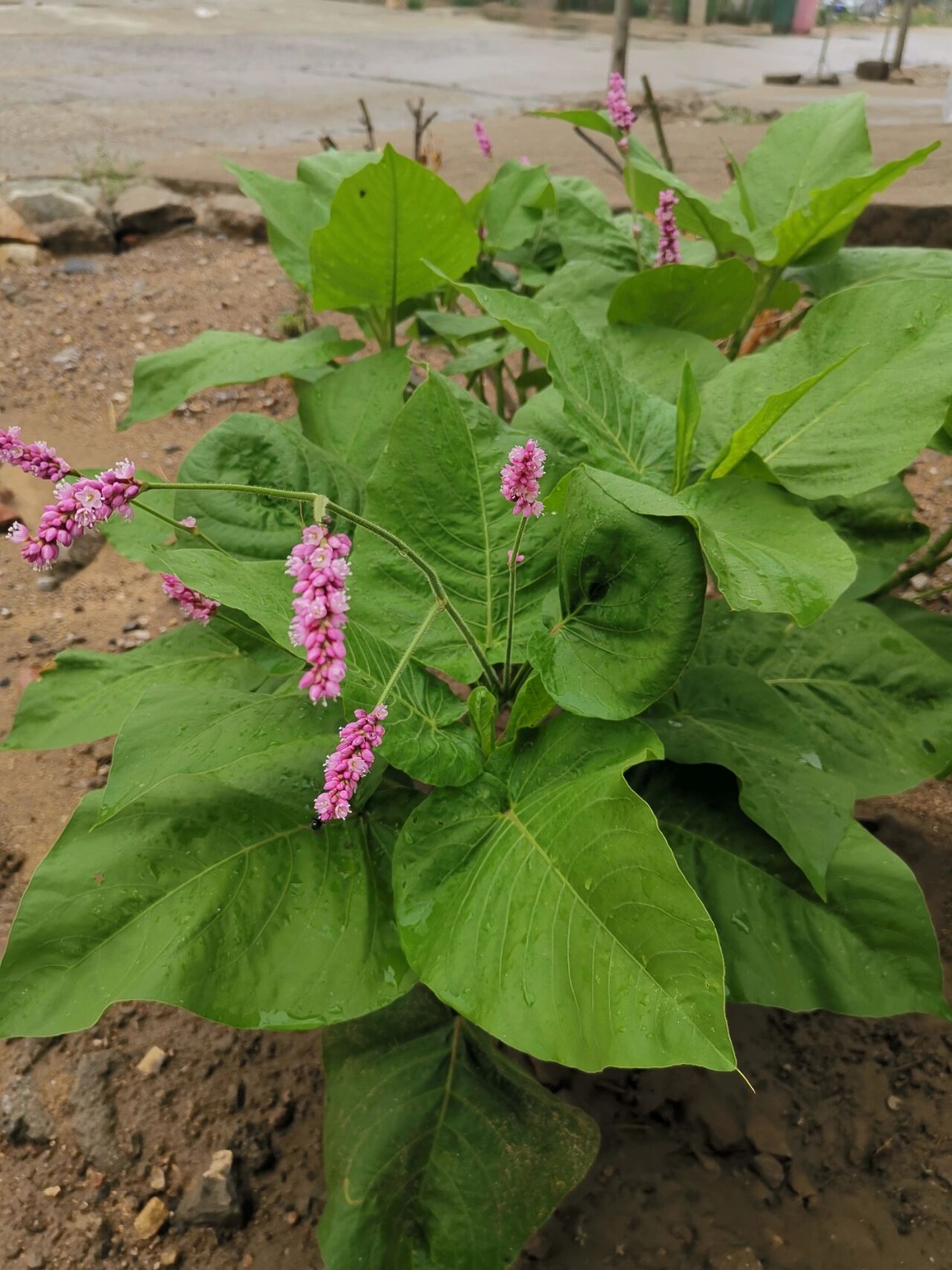 秦观满庭芳红蓼花繁图片