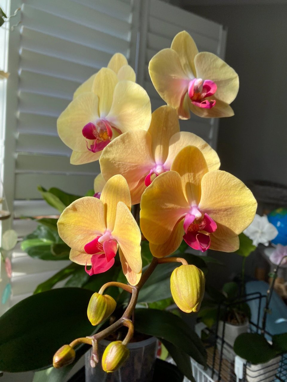今年秋天的第一支蝴蝶兰,黄金美人 黄金美人,这颜色和气场绝了,感觉我