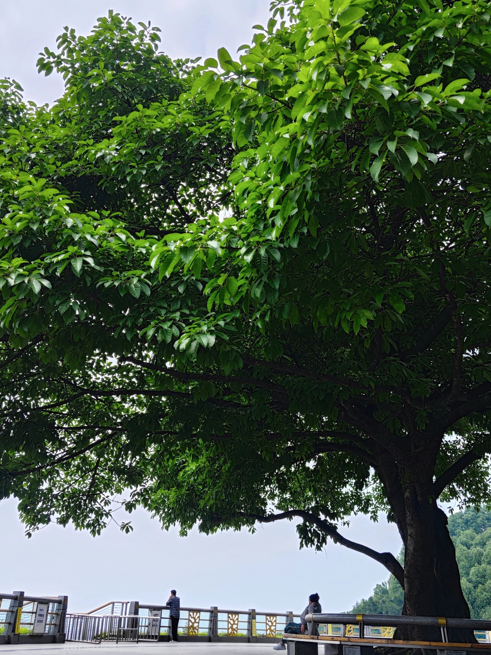 南山一棵树景区感觉真的一般,设施有点老旧,为了去拍几张照片还要买
