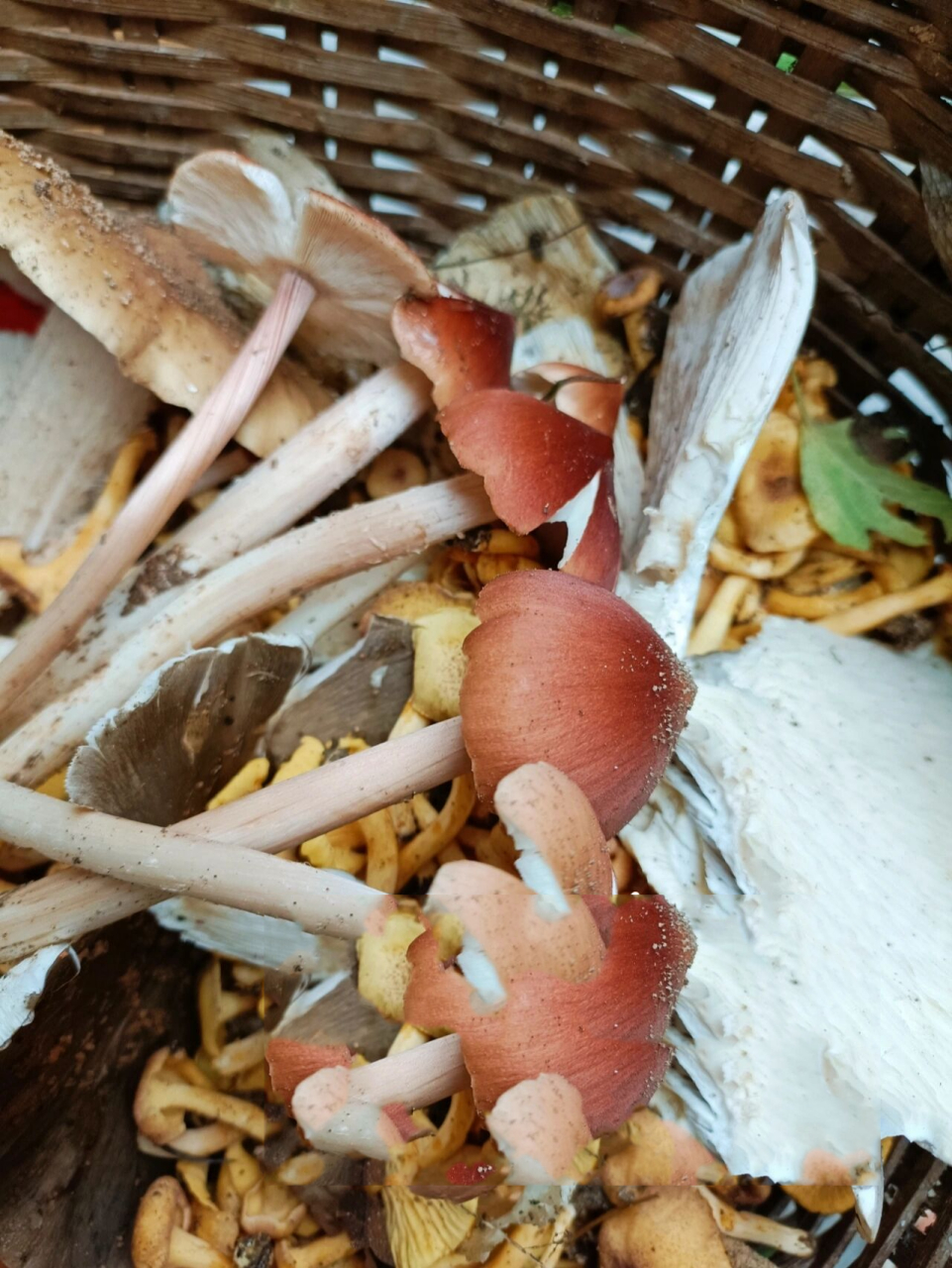 鸡枞里的天花板—红鸡枞 新鲜的红鸡枞无论是骨朵还是开的,都有浓郁的