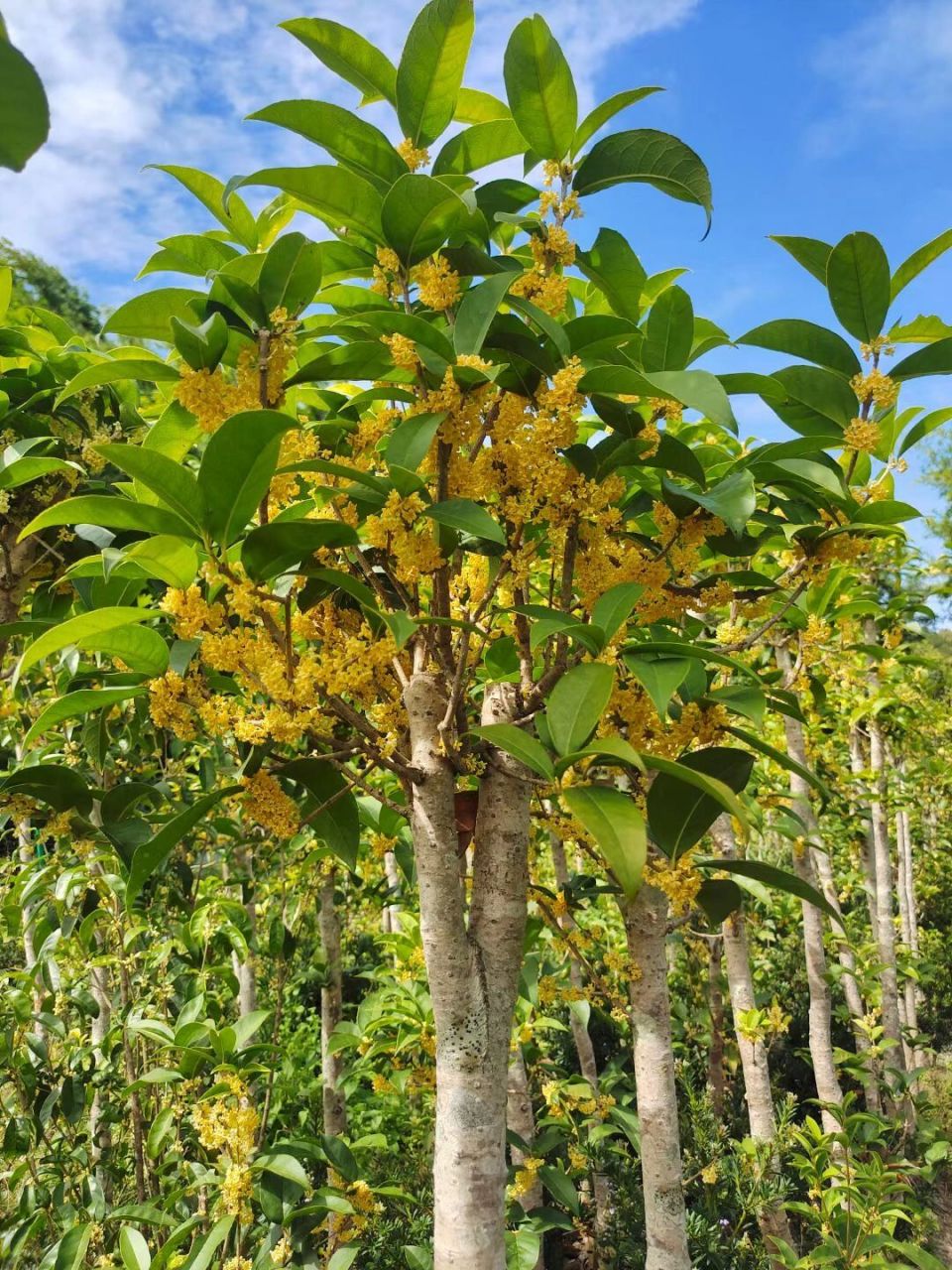 天香台阁桂花叶子图片