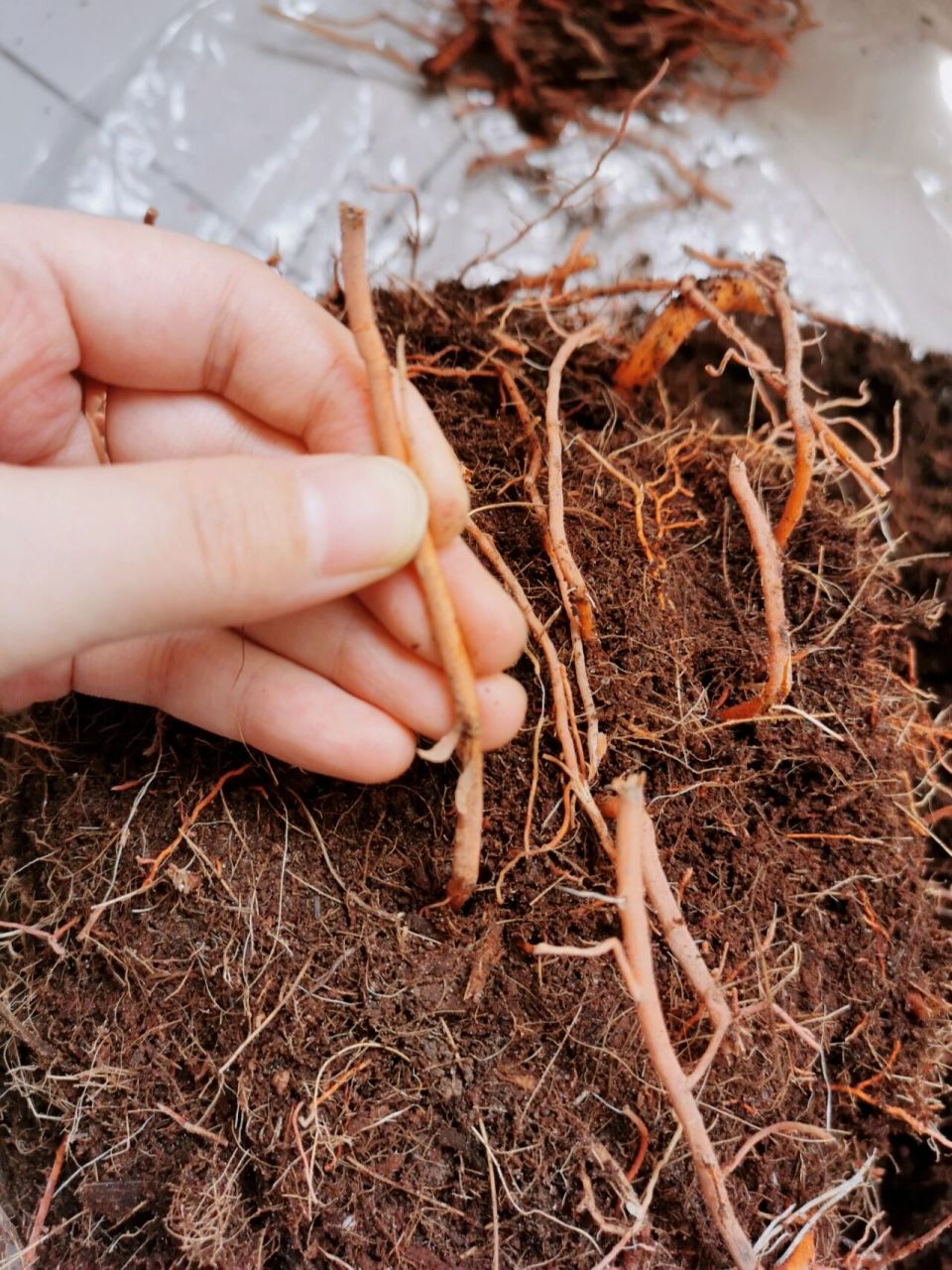 家居绿植|百合竹叶子发黄下垂烂根抢救养护 疫情在家人变勤快了,反而