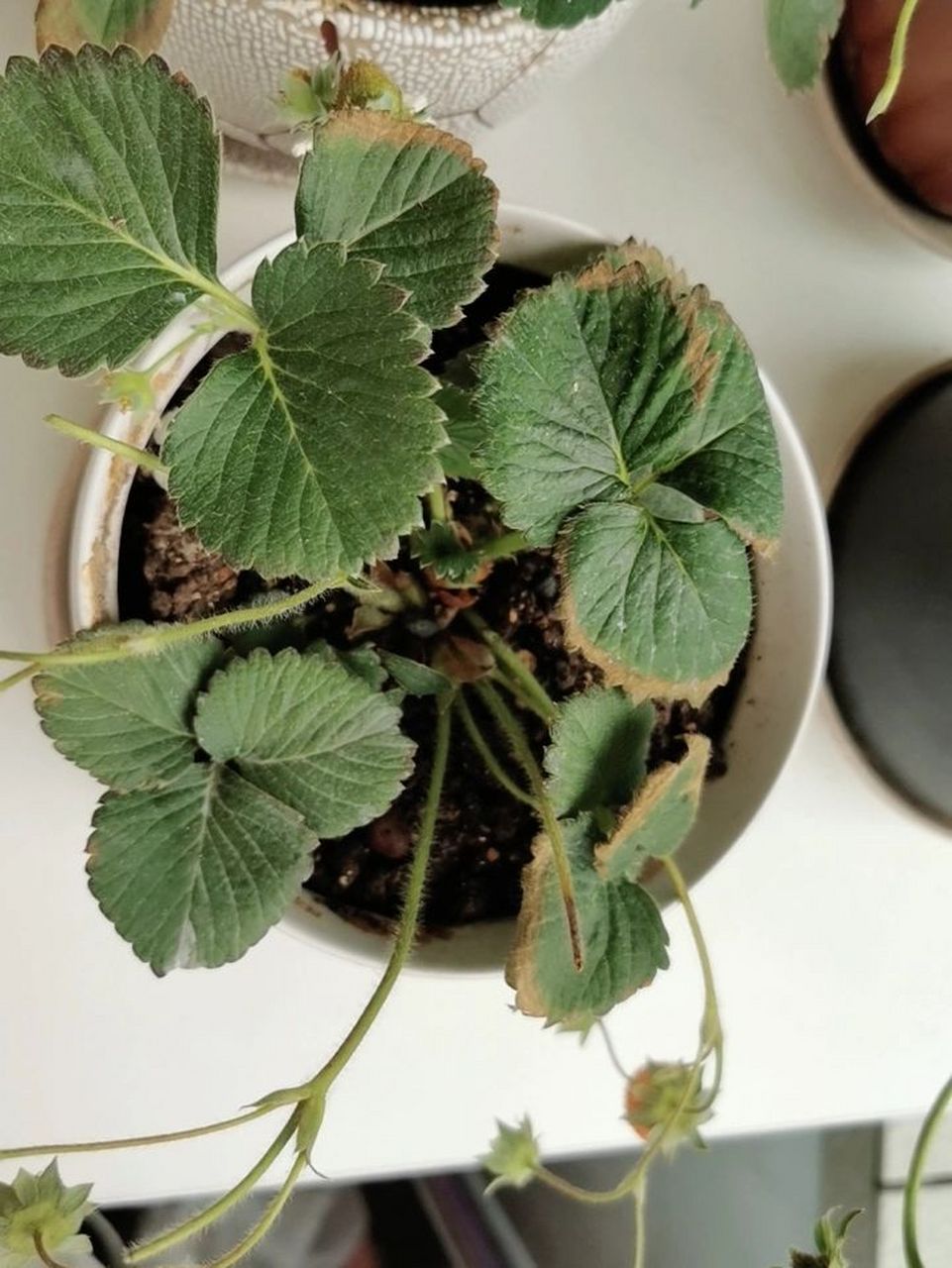 草莓叶子边边发黄是怎么回事 请教各位 草莓边边发黄 果实也很小 长不