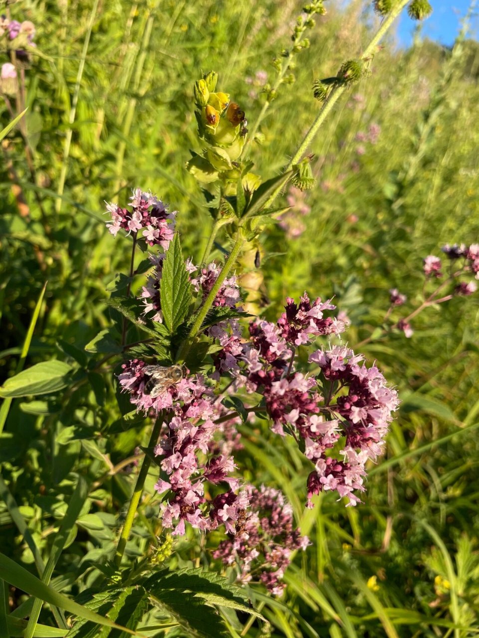 百里香花期图片