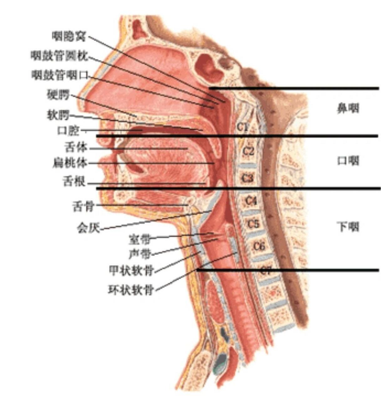 腭舌弓是哪里图片