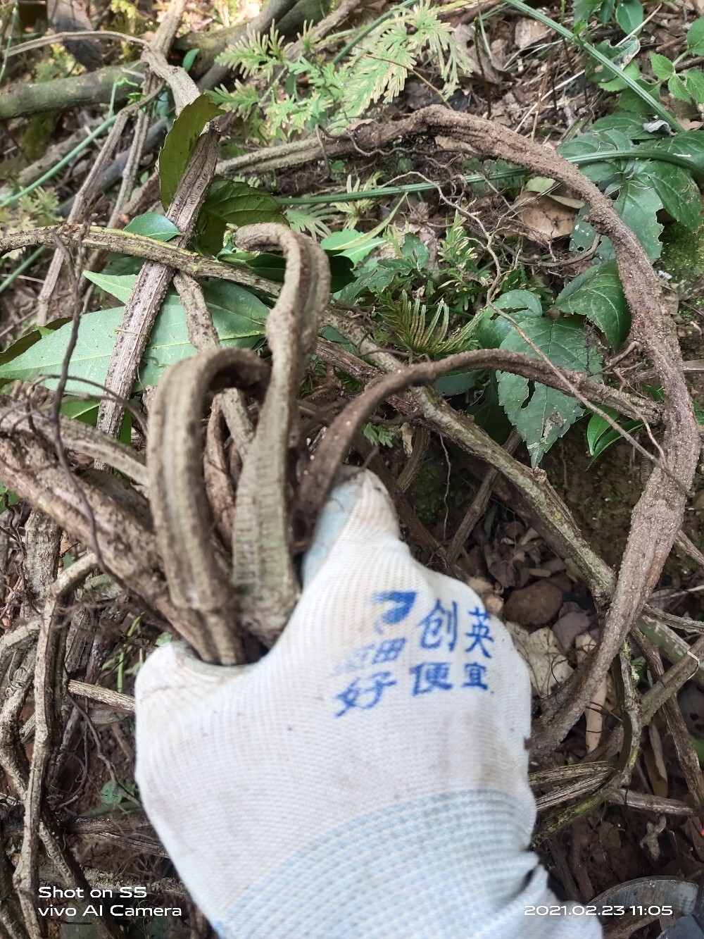 有一种葫芦,叫金线吊葫芦, 消炎止痛 金线吊葫芦又称为三叶青,中药材