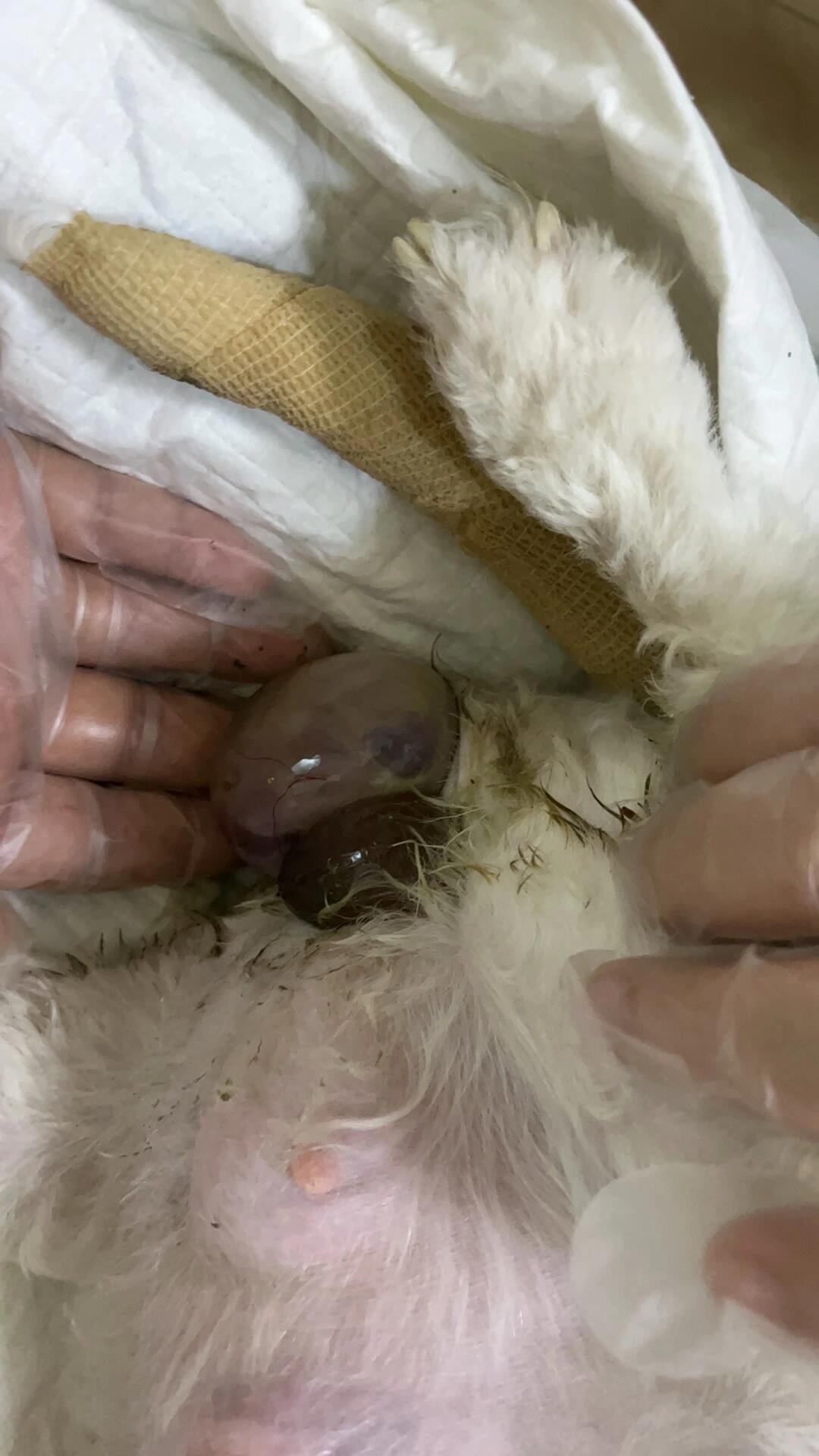 可以生了,提前联系了医院医生说可以在家生,生第一个的时候非常顺利