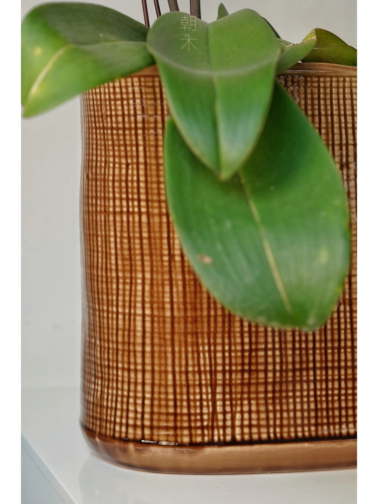 年宵花|蝴蝶兰 火凤凰 新年盆栽 𝟐𝟎𝟐𝟐年宵花【蝴蝶兰】售