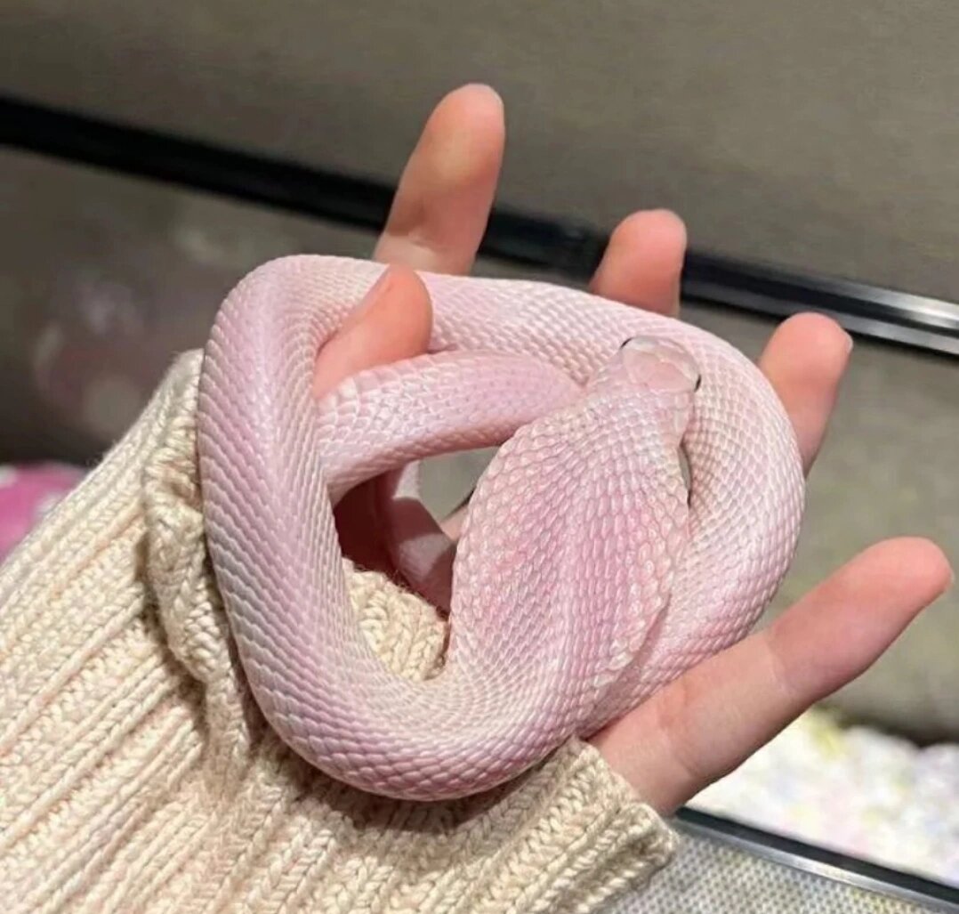 一家子高颜值#粉色眼镜蛇