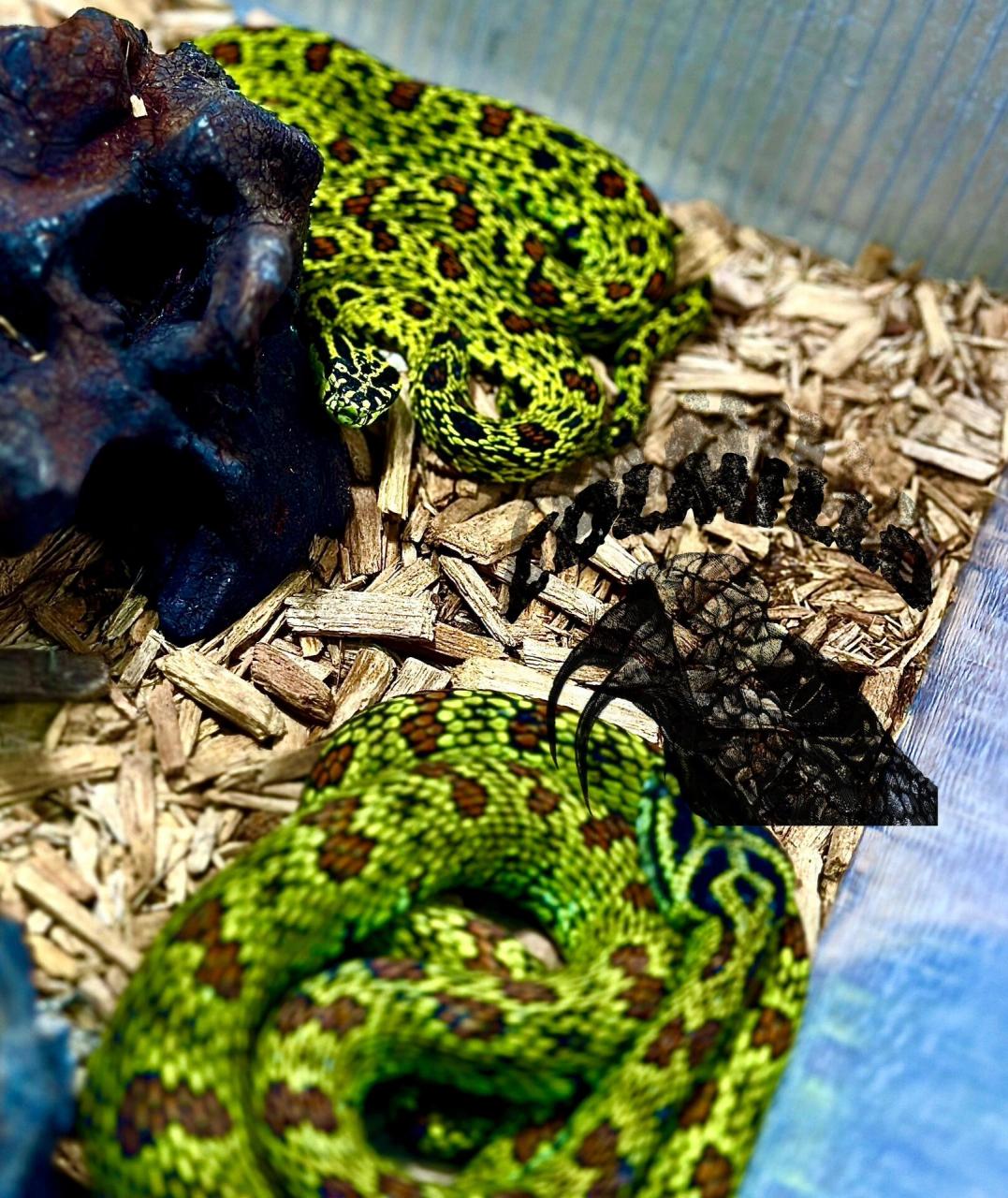 菜花原矛头蝮 (protobothrops jerdonii) 选育了这么久的川鄂,真的太