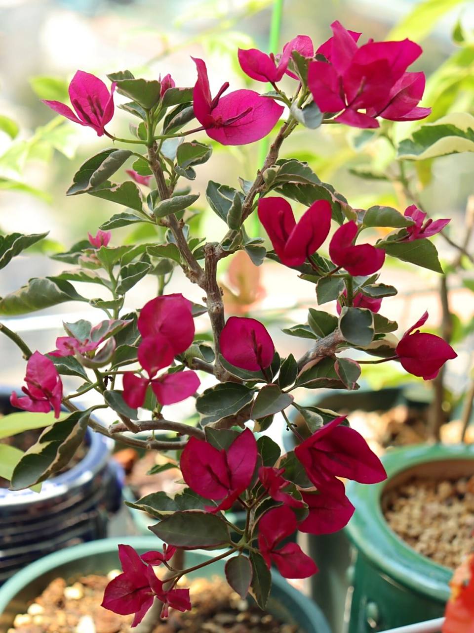 三角梅-蓝月亮 蓝月亮其实在晚上看的话真的很美丽,因为它整体花色暗