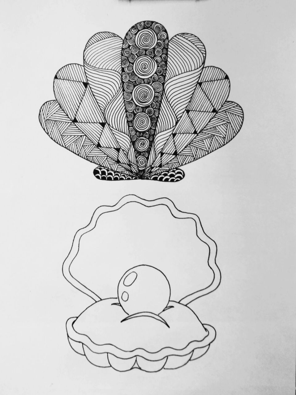 原创黑白线描画《扇贝》附绘画过程 大家好呀,我是舔星星的蜗牛