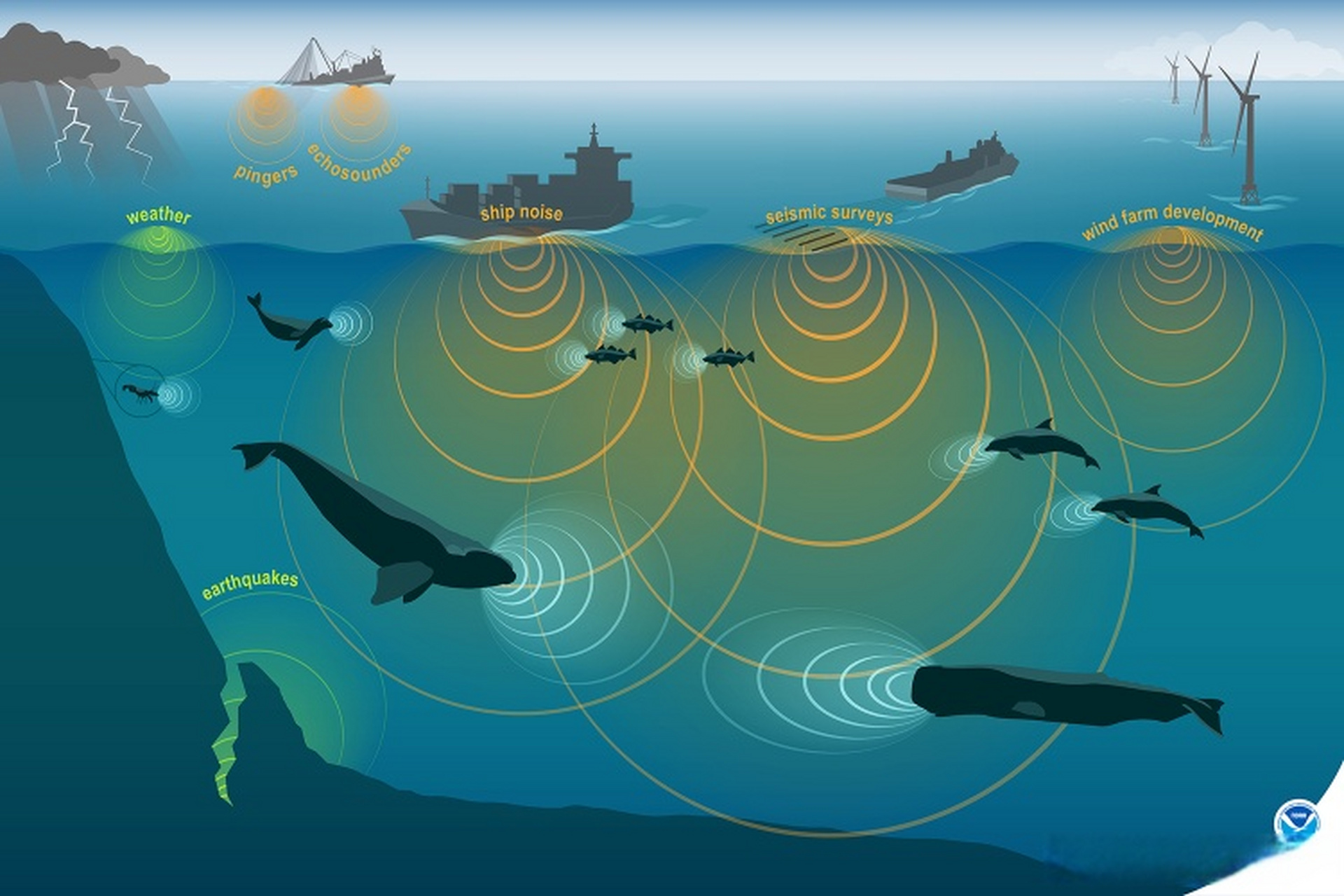 海洋噪音(marine noise)对海洋生态环境及其中生物的影响  随着人类