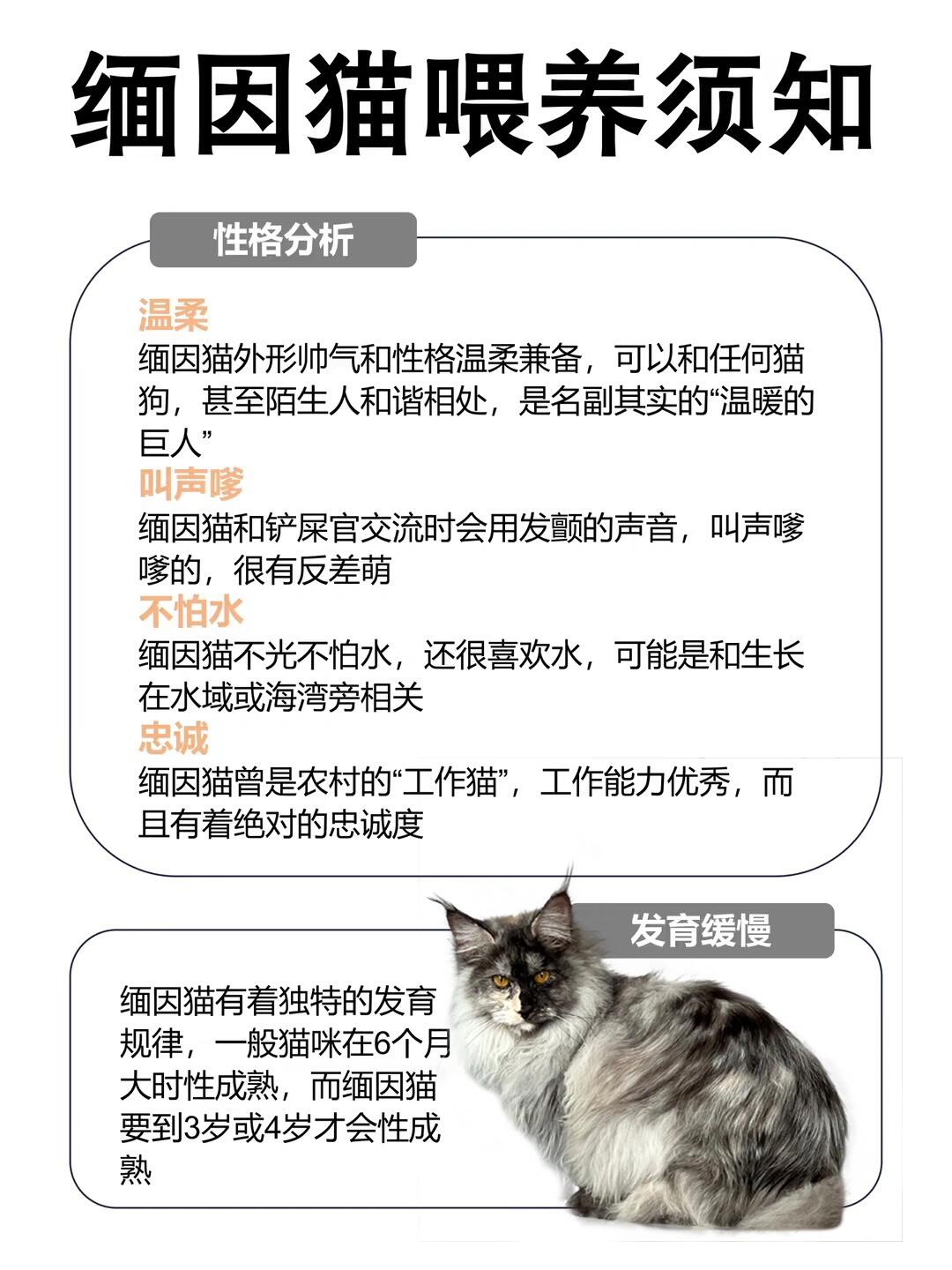 缅因猫性格图片