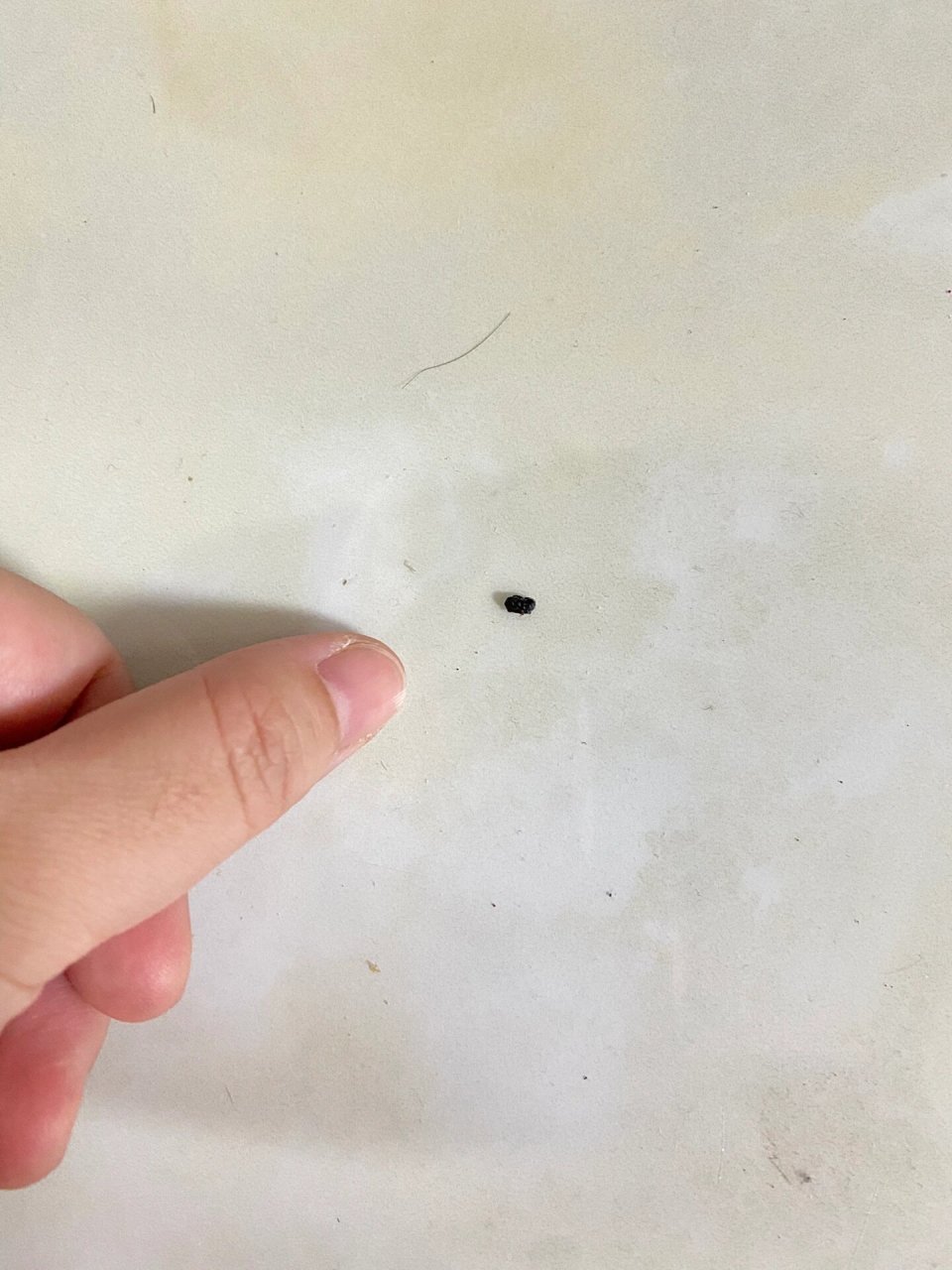 天呐,各位帮我看看这是蟑螂屎还是老鼠屎 大家帮我看看这是什么的屎