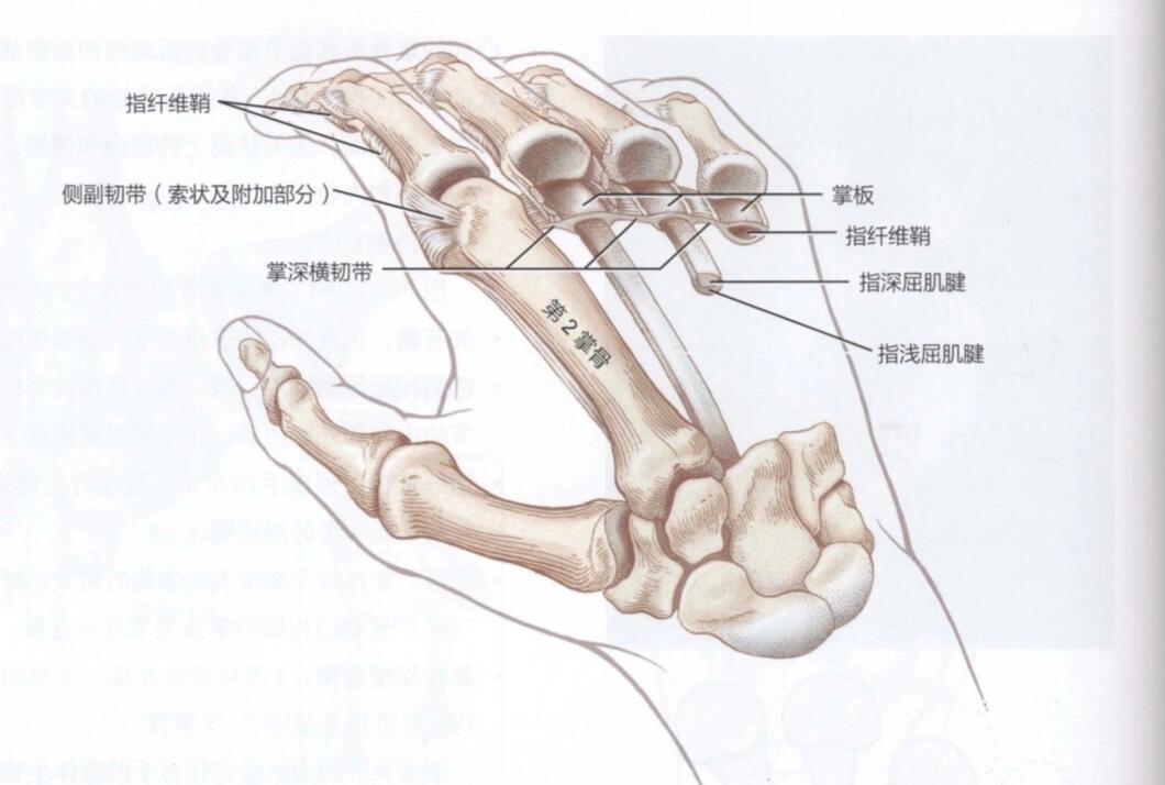 鞍状关节图片