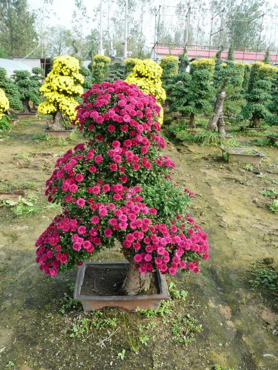 菊花苗景茂图片