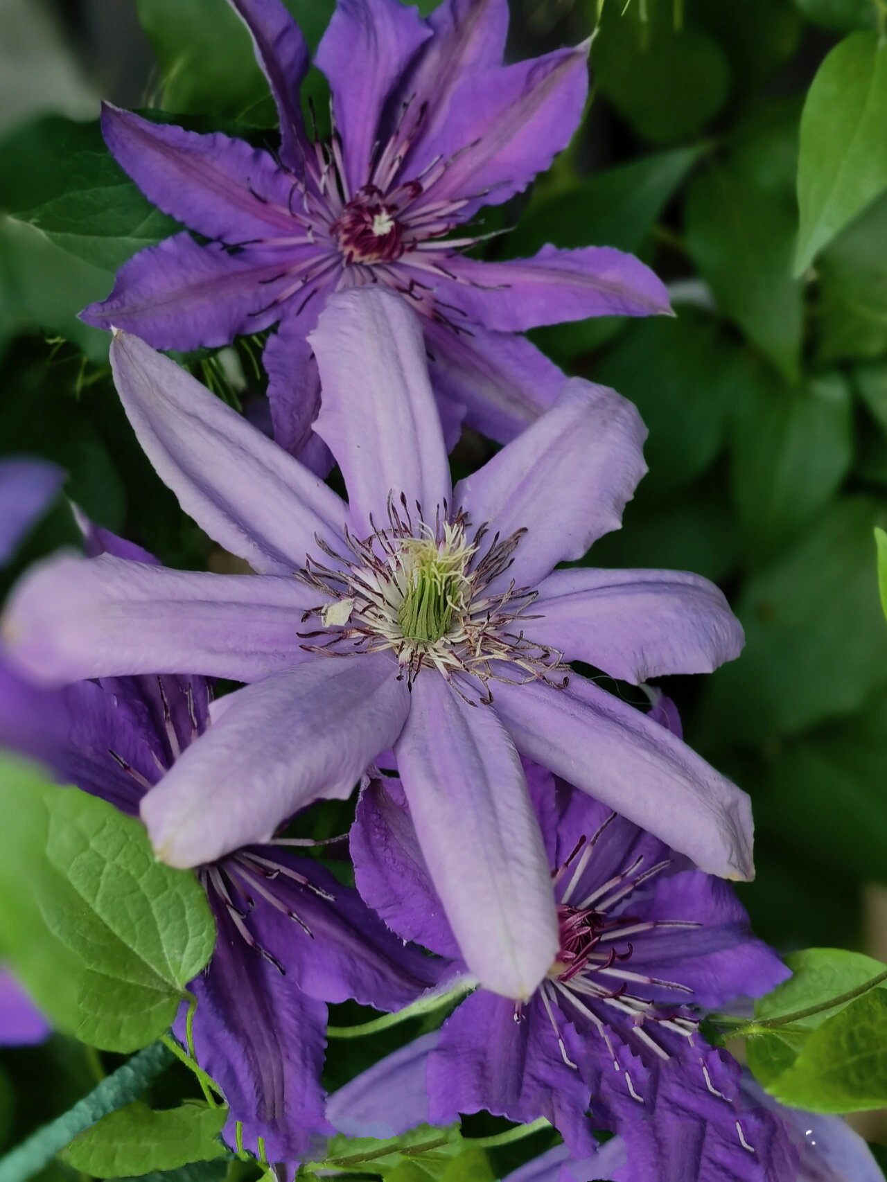 铁线莲~塞尚 去年五一花友给的一棵一加仑苗,因为我很少管理它,所以