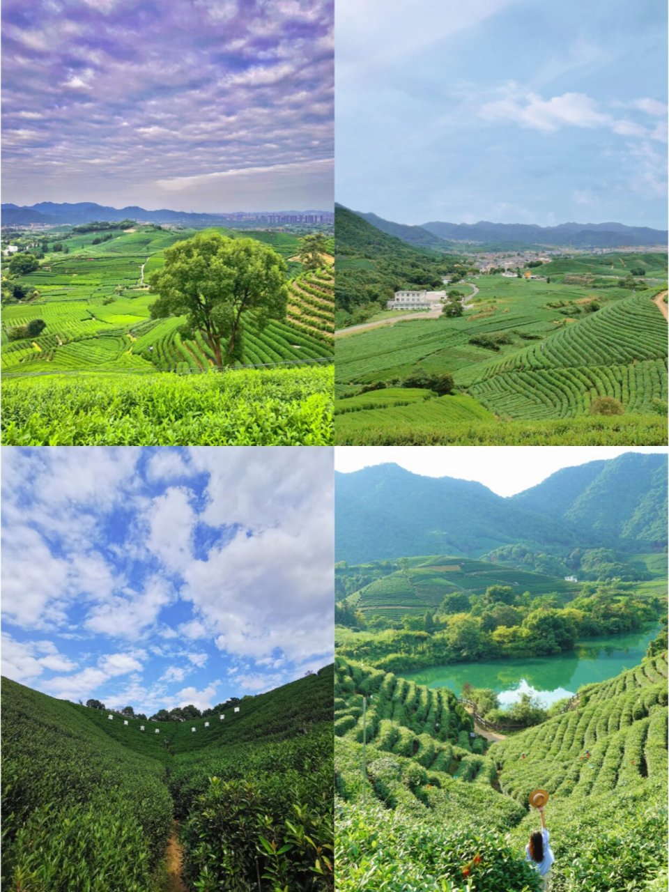 打卡杭州最美茶园的n种玩法|杭州团建 西湖龙坞茶村 超适合周末来这里