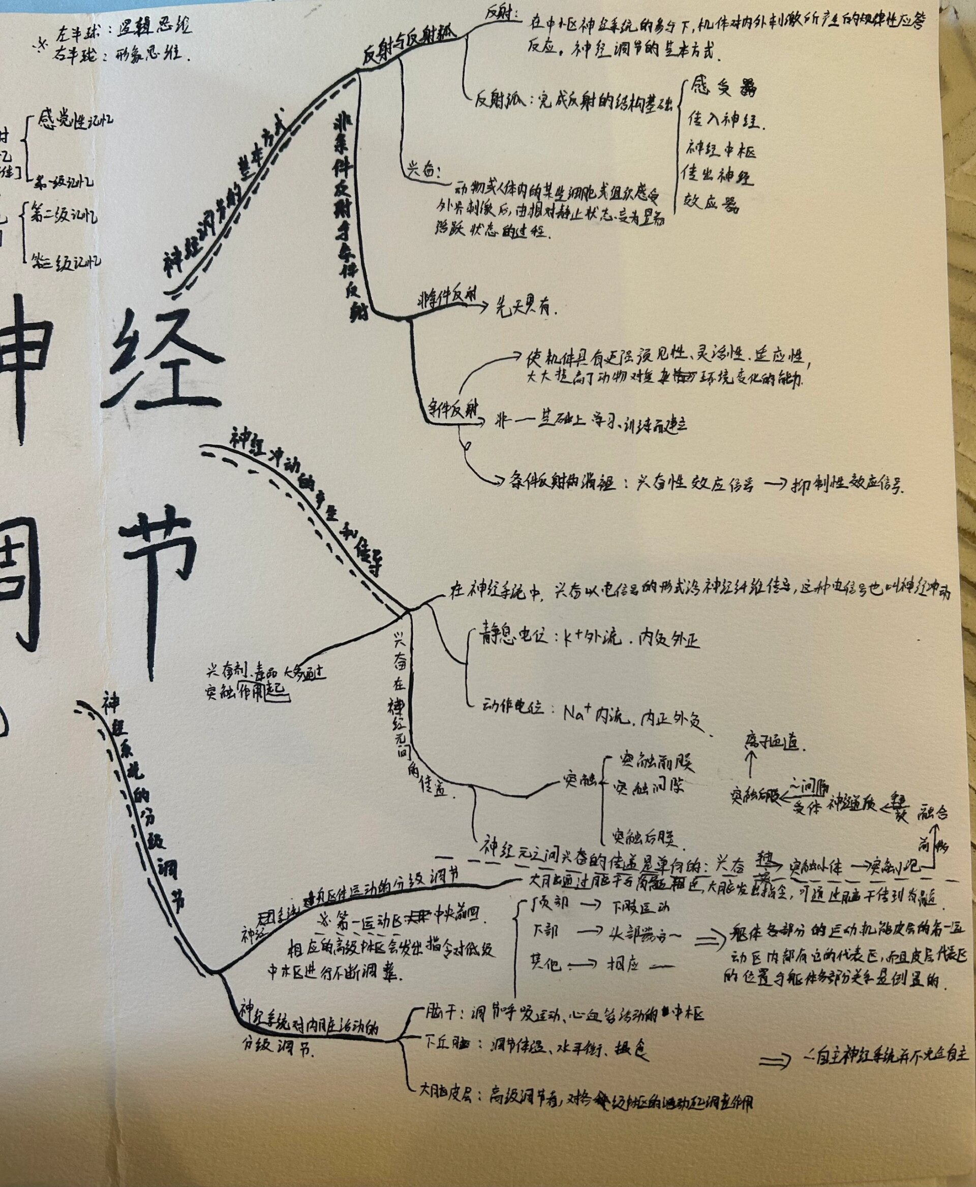 神经系统手抄报初中图片