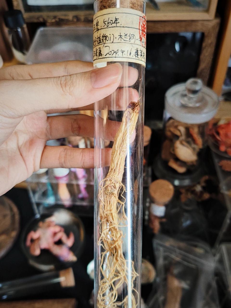 五加科.龙王参属】 紫蕴龙王参目前已知的生长地只有奇宝山和蓬莱岛.