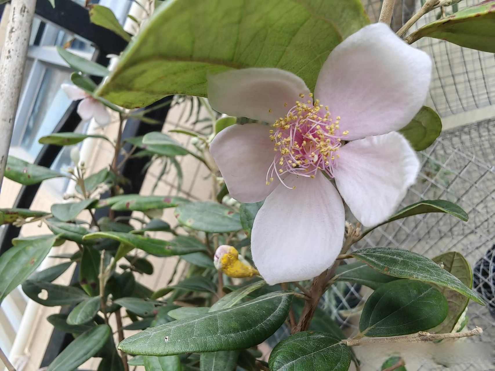 捻子又名桃金娘,属灌木植物,其高可达2米;幼枝密被柔毛;叶对生,椭圆