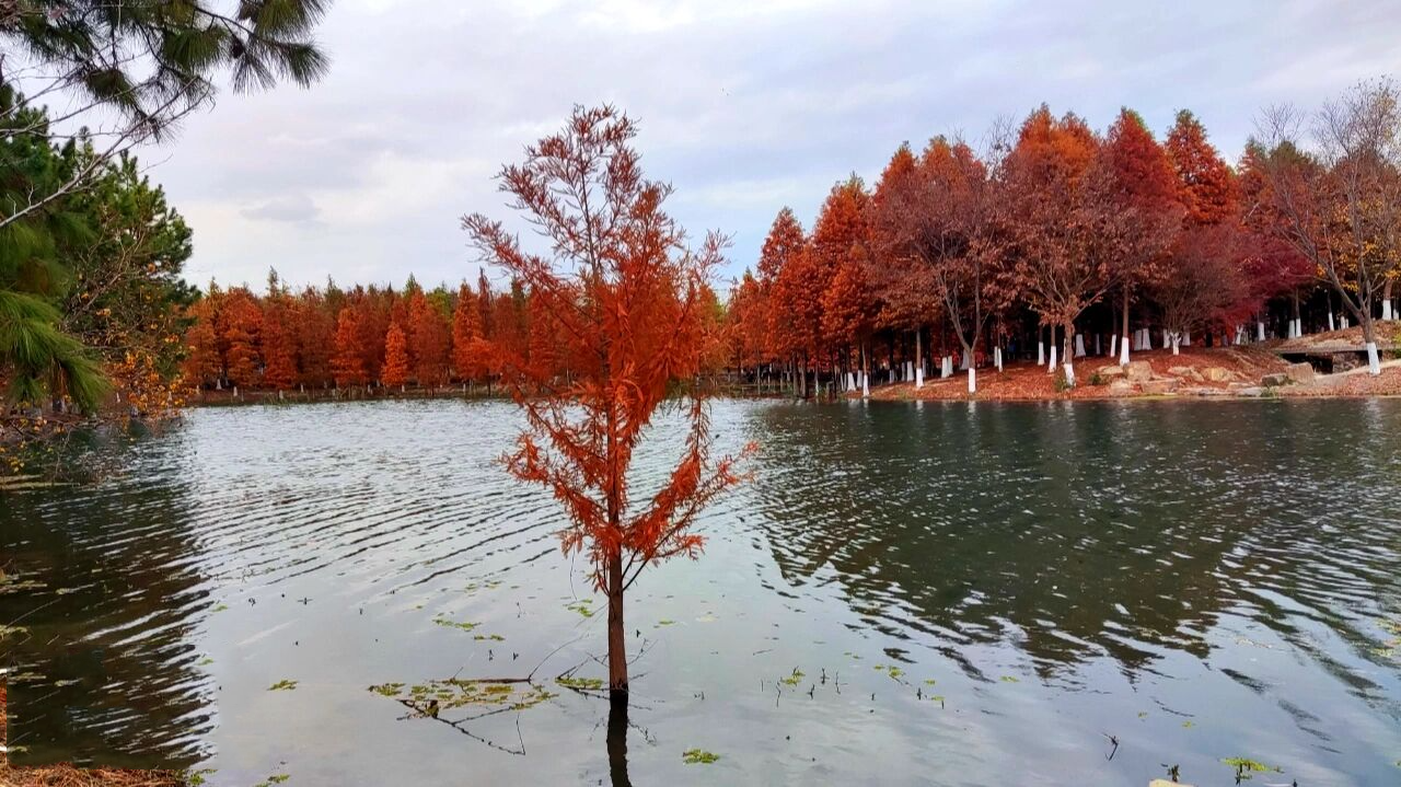 【记录常州】常州森林公园 秋日水上森林 绝美红杉林 常州新龙生态林