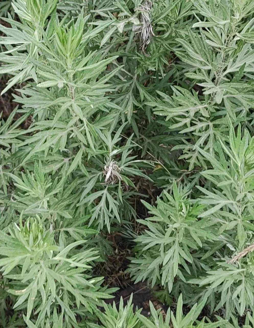 艾蒿小叶艾 这是艾蒿,不知道是不是南方人说的那种小叶艾,反正,这不是