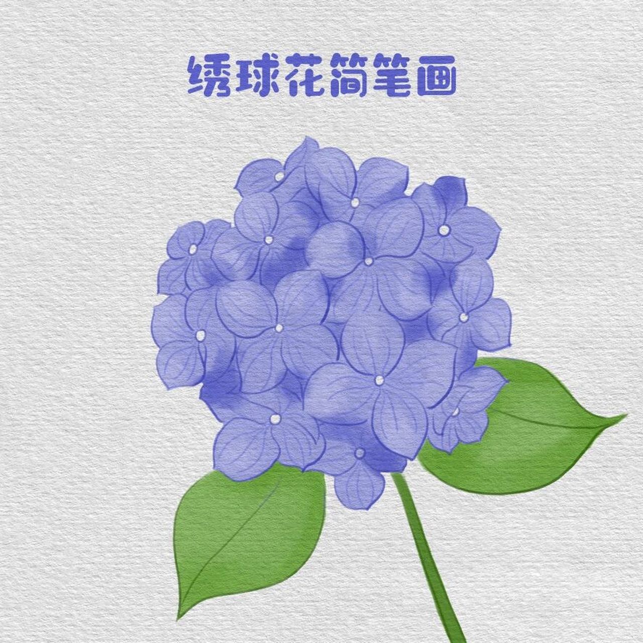 绣球花简笔画