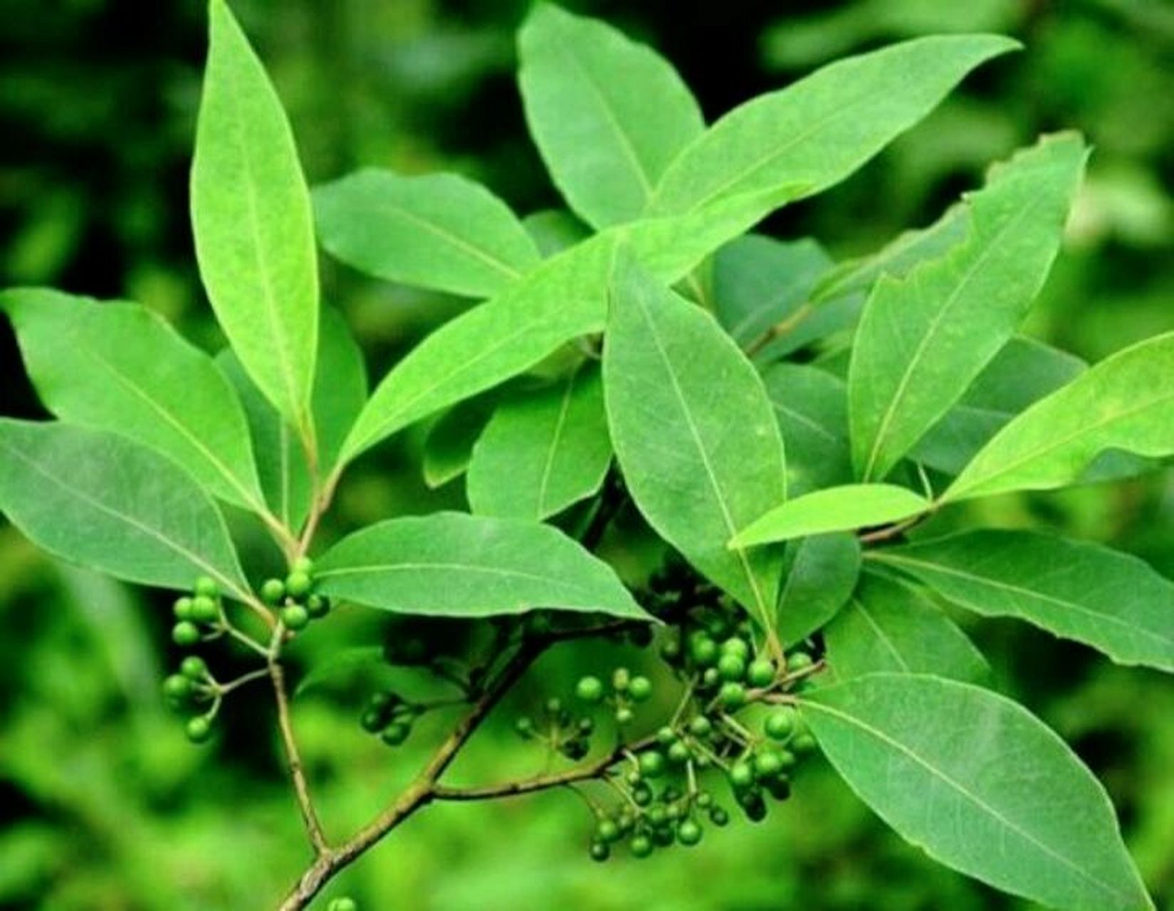 山鸡椒,别名:山苍子,青皮树,木香子 山鸡椒木材材质中等,耐湿不蛀,但