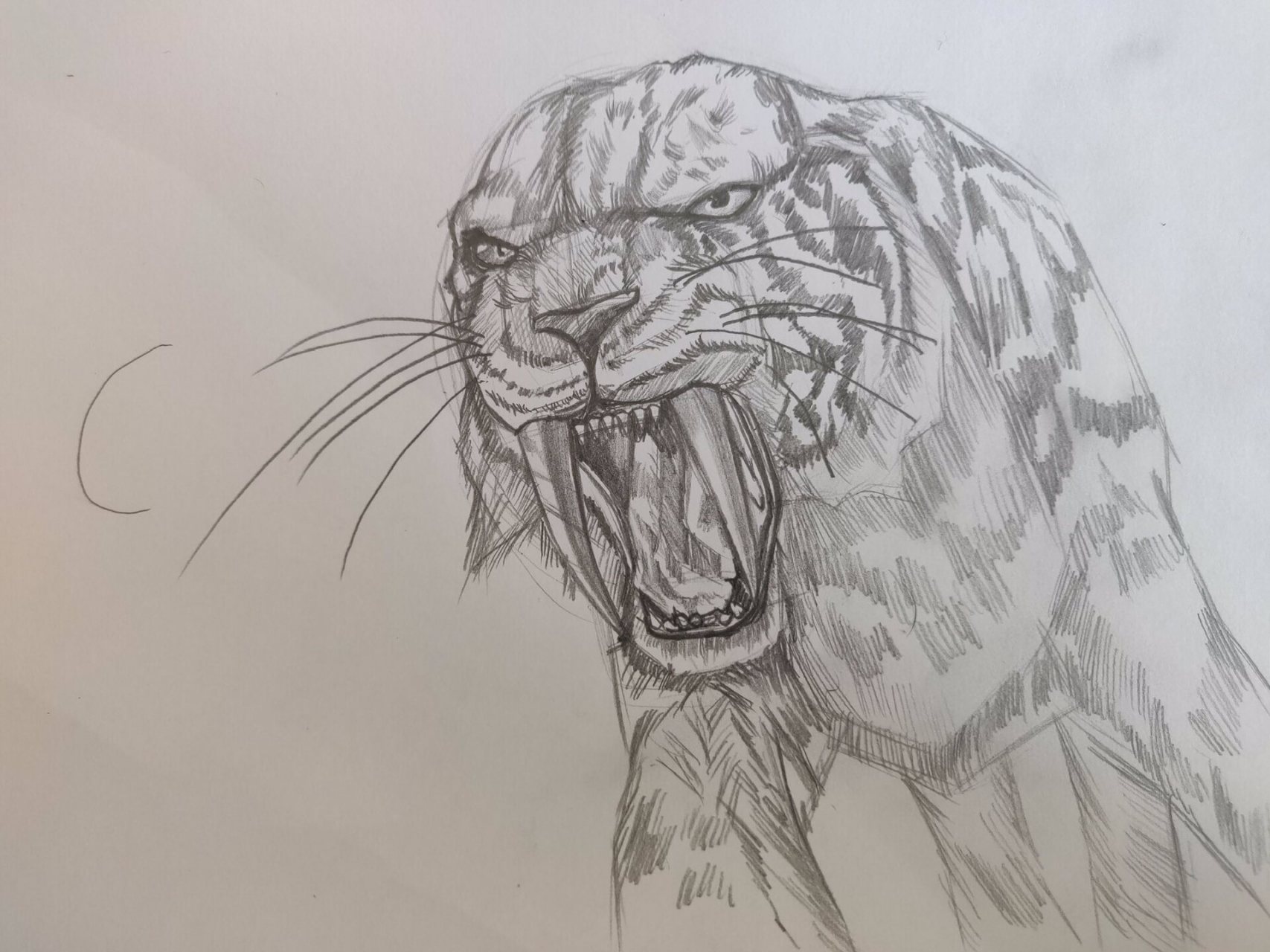 结构素描练习,史前巨兽剑齿虎