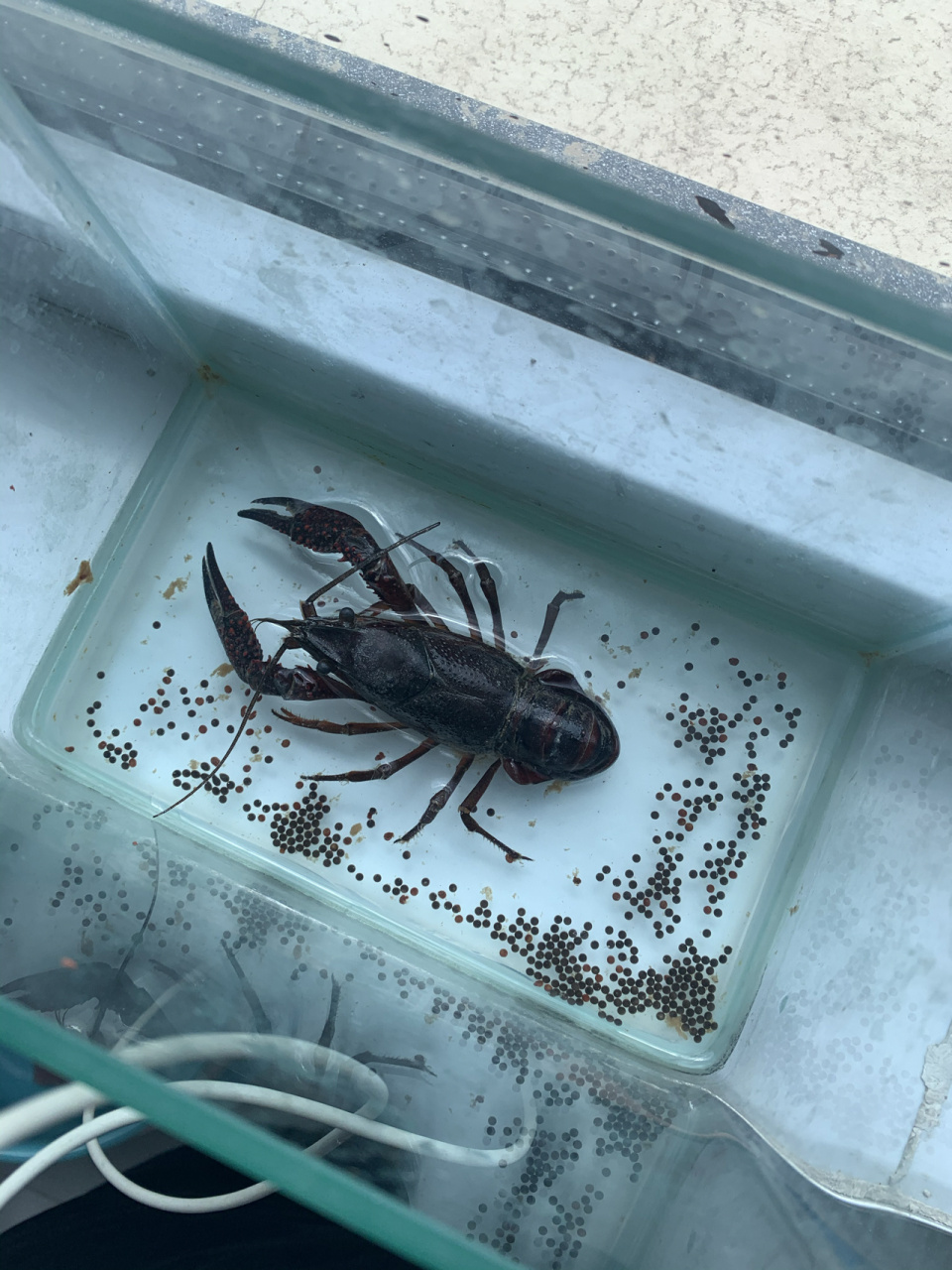 救命啊,两天没回来,一看小龙虾产卵了,吓我一跳!