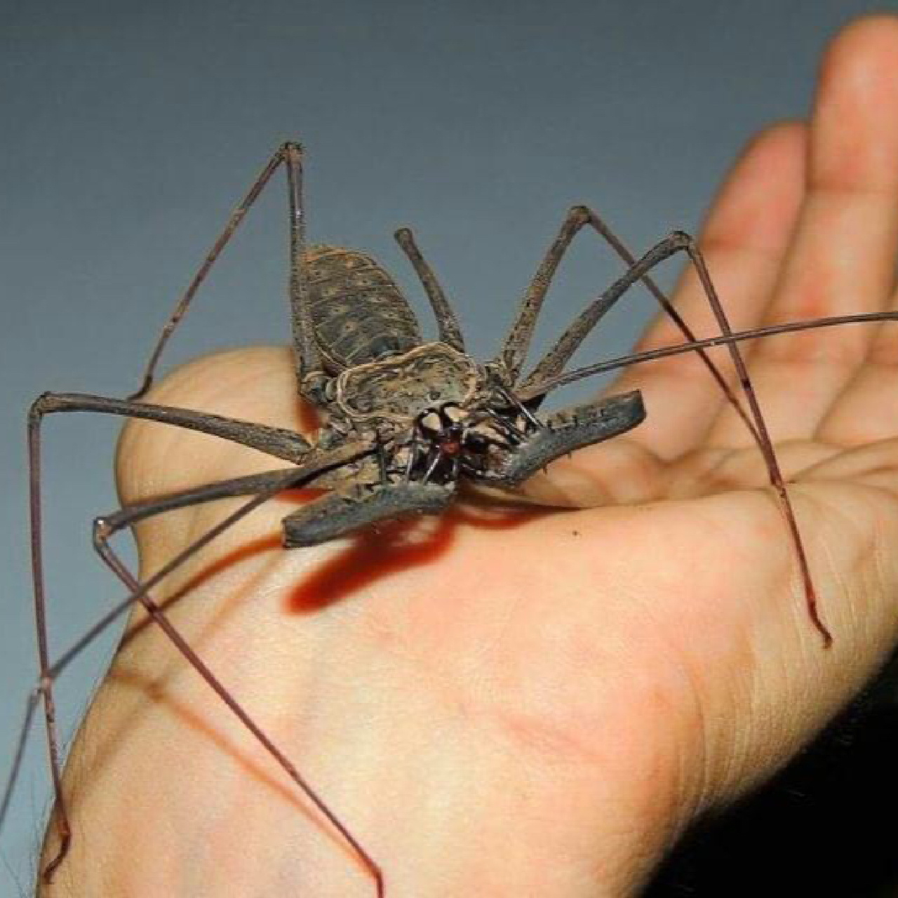 名称:鞭蛛 外文名:whip spider 简介:鞭蛛是绝对是一个奇葩的存在它 