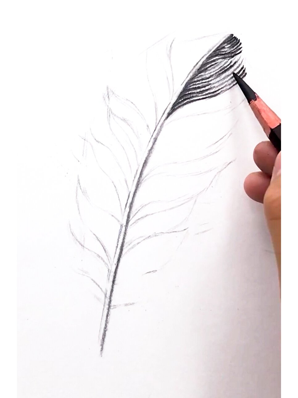 素描羽毛教程(内附详细过程图