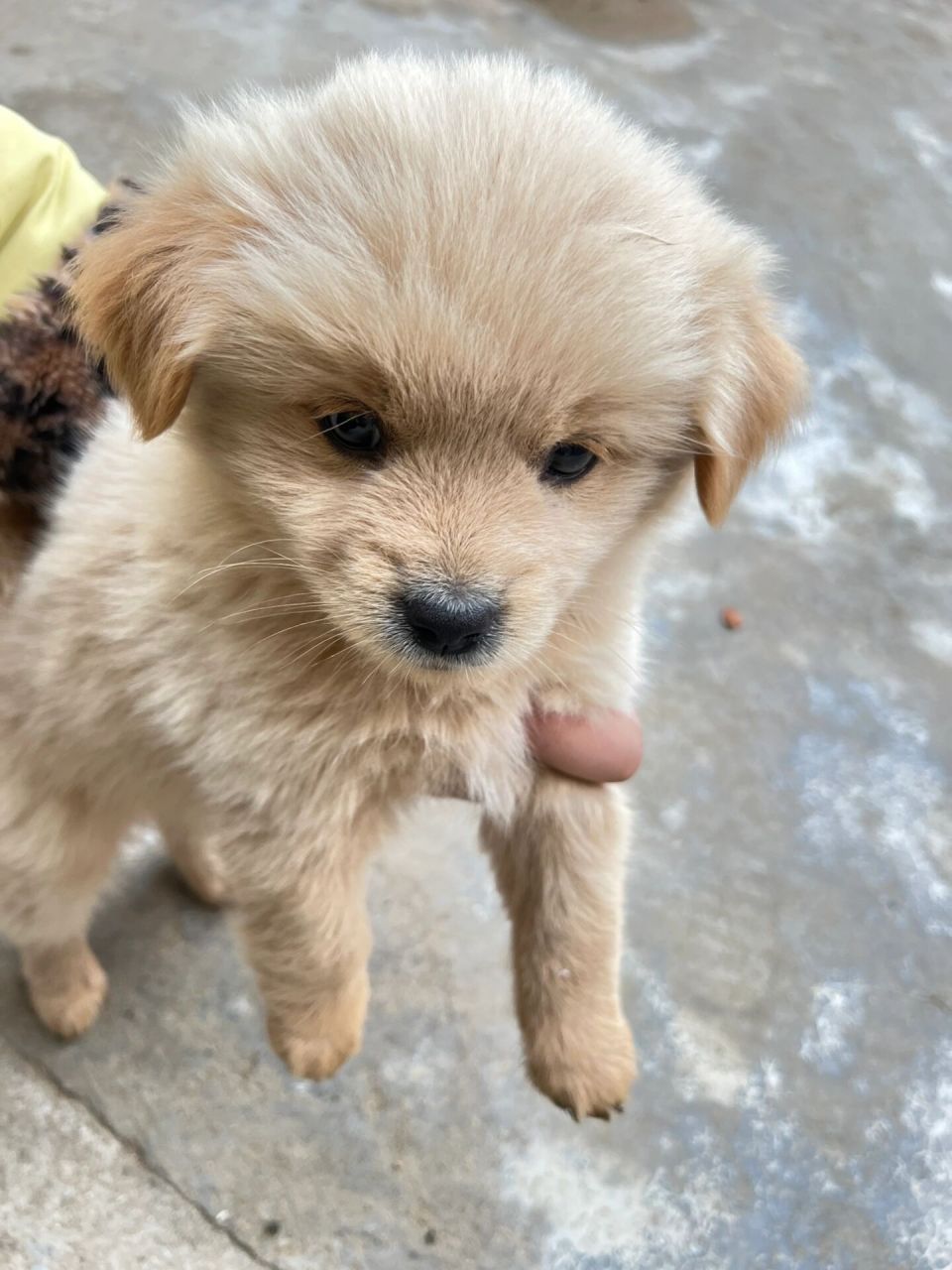 捡到一只小土狗,是金毛嘛?