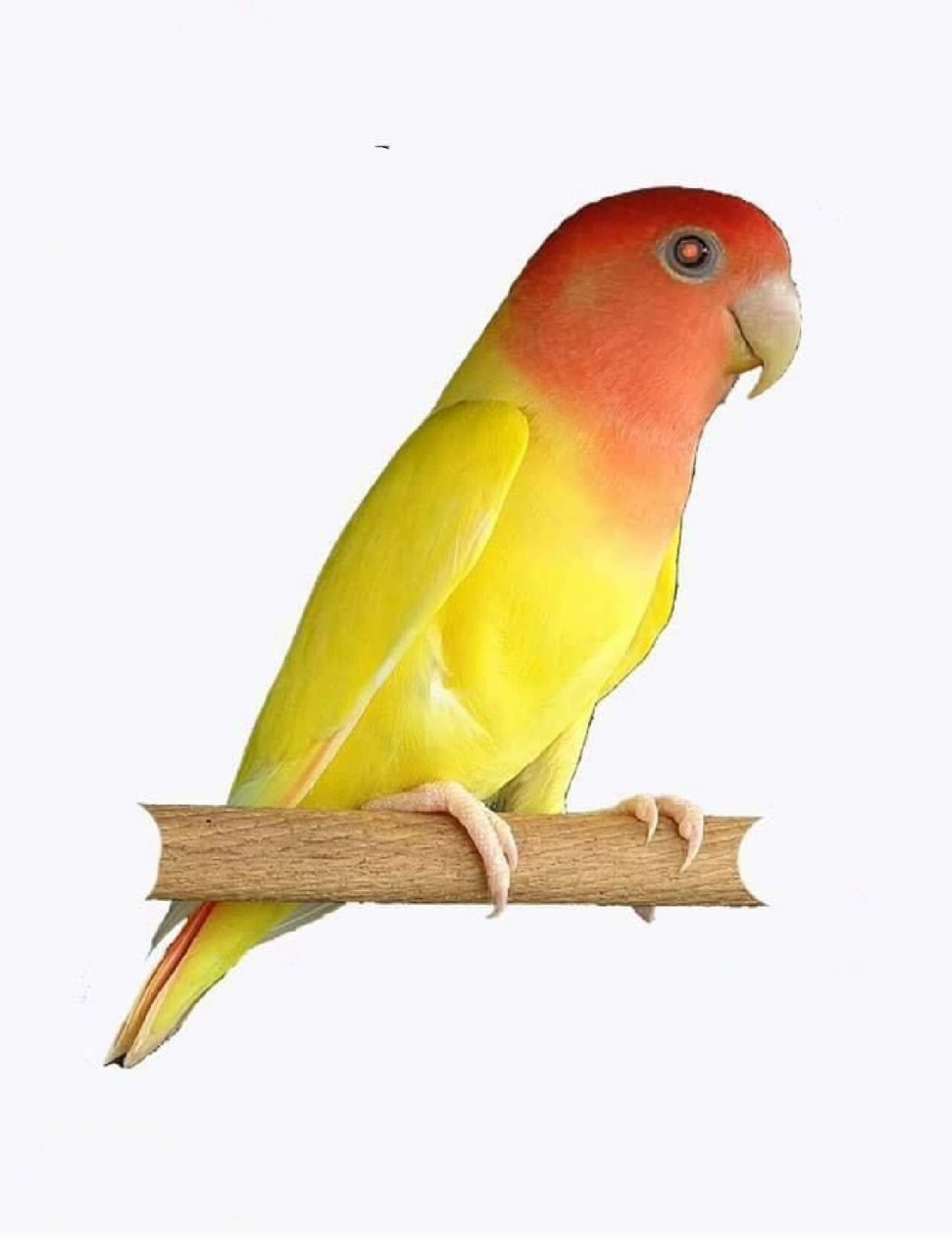 牡丹鹦鹉黄化系列常见组合 顺序依次为: 黄桃,红头黄化闪,蓝腰黄桃