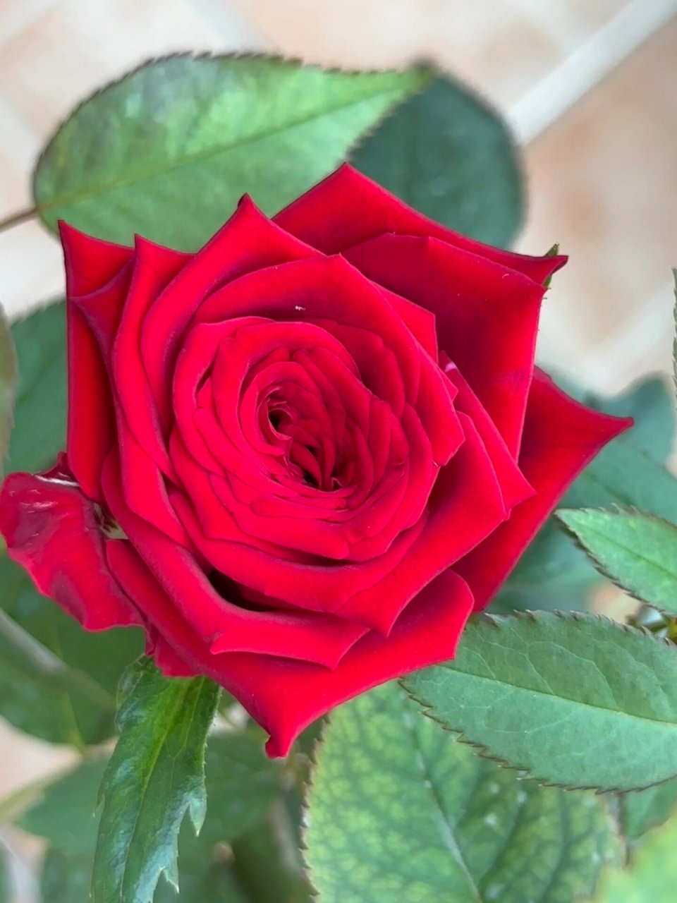 月季探险家 切花月季分枝性一般,大红色带丝绒感,基本无香,长势一般