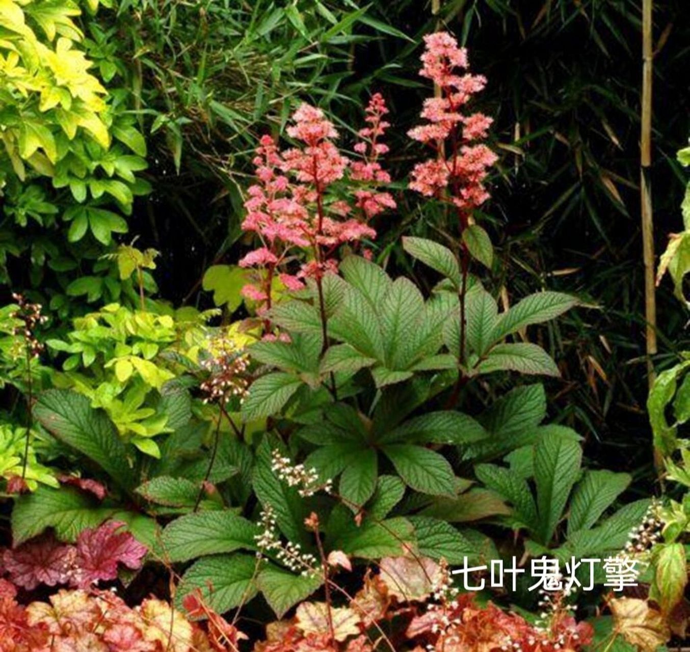 北方耐阴花园植物推荐(二) 接上篇～～ (1)铁筷子:也称"圣诞玫瑰",在