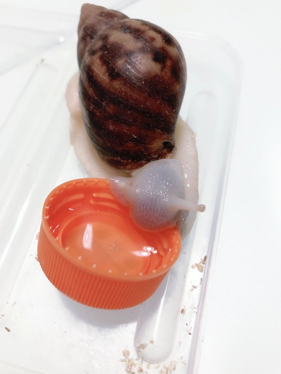 今天早上发现我家的白玉蜗牛96下蛋了,第一次经历也没有经验!