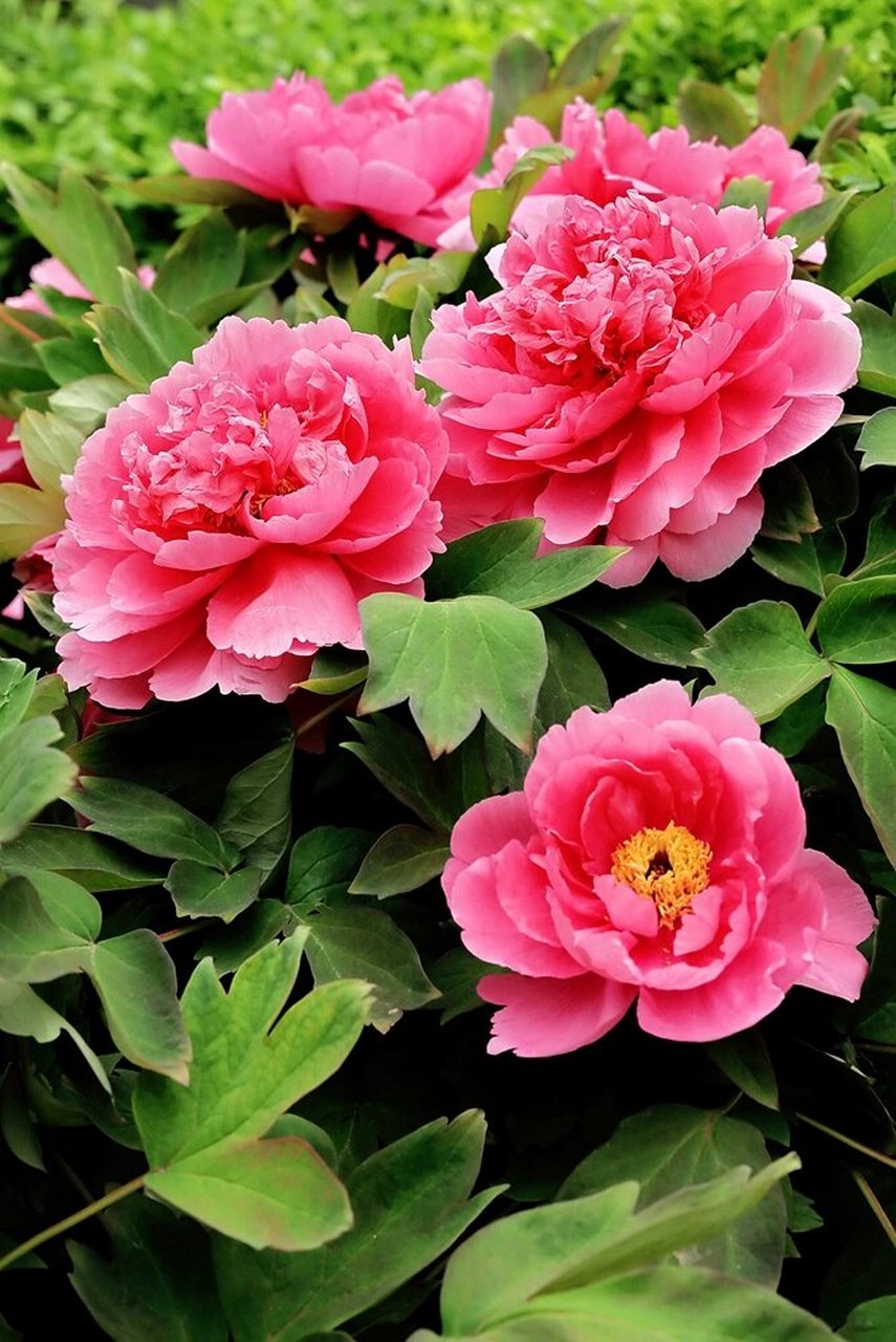 雍容华贵的牡丹与武则天斗智斗勇 牡丹,雍容华贵,中国的传统名花,有"