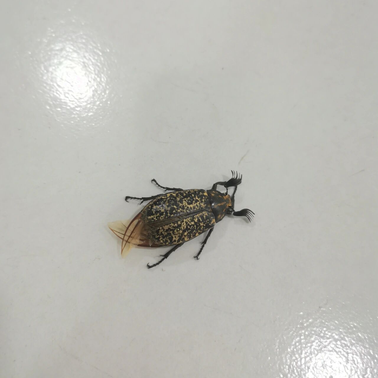 有人知道这是啥虫子嘛 应该是啥甲虫吧,坐标广东清远,在宿舍大门门口