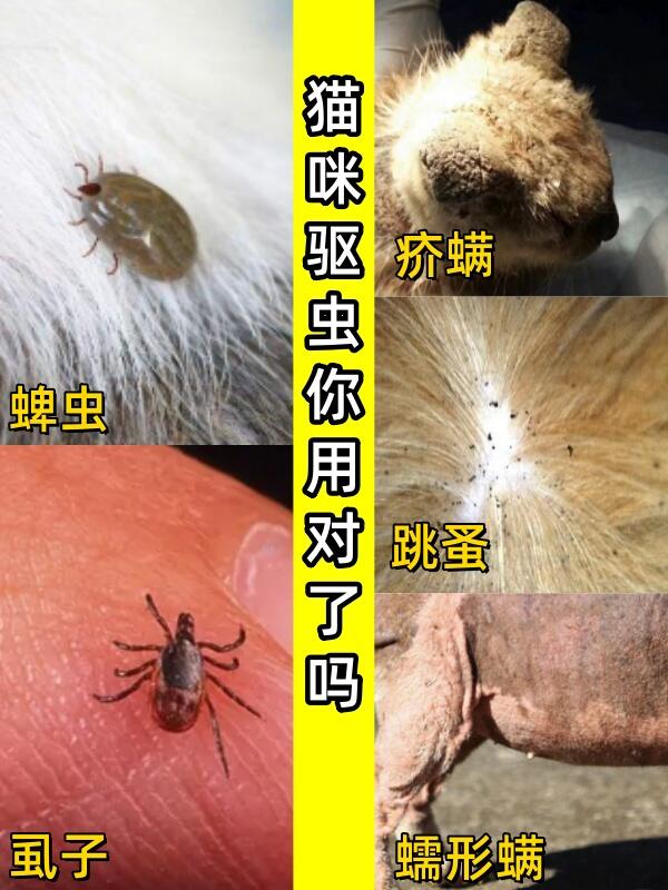 11566虱子: 表现:是黑色似芝麻大小的虫子,附着在皮肤上大多数是