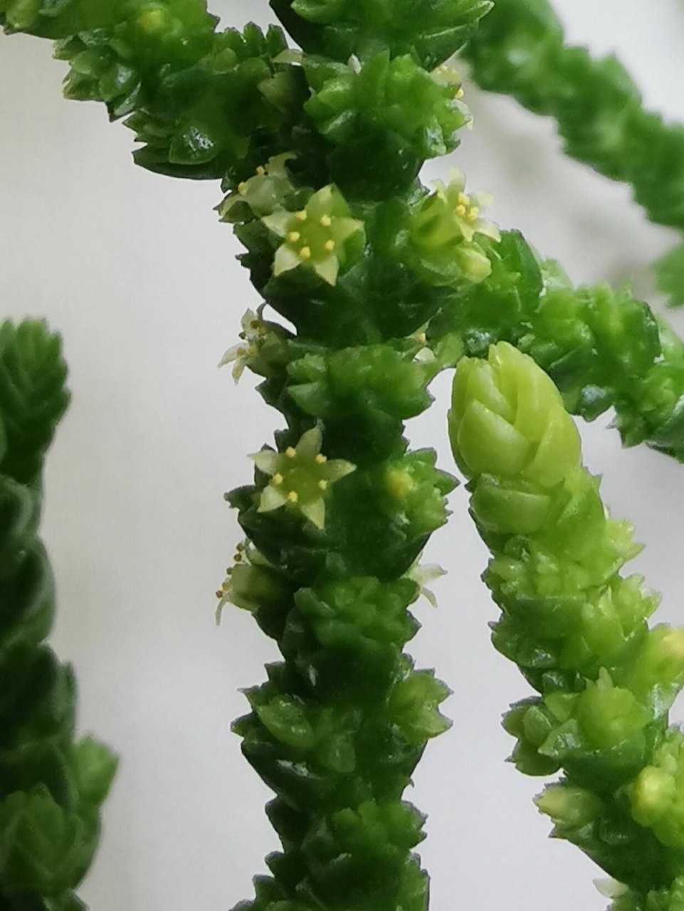 还开这样的花  家中养了一年的青锁龙开花了 昨天给花浇水,无意中发现