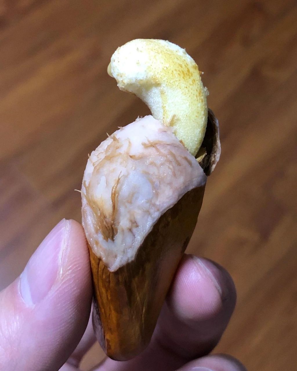 榴莲种子发芽啦 期待长出叶子95