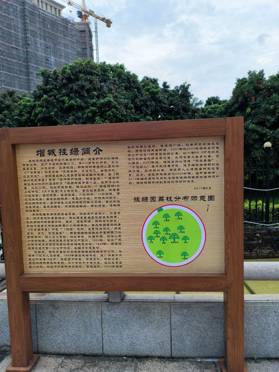 今天终于看到鼎鼎大名的增城挂绿母树了