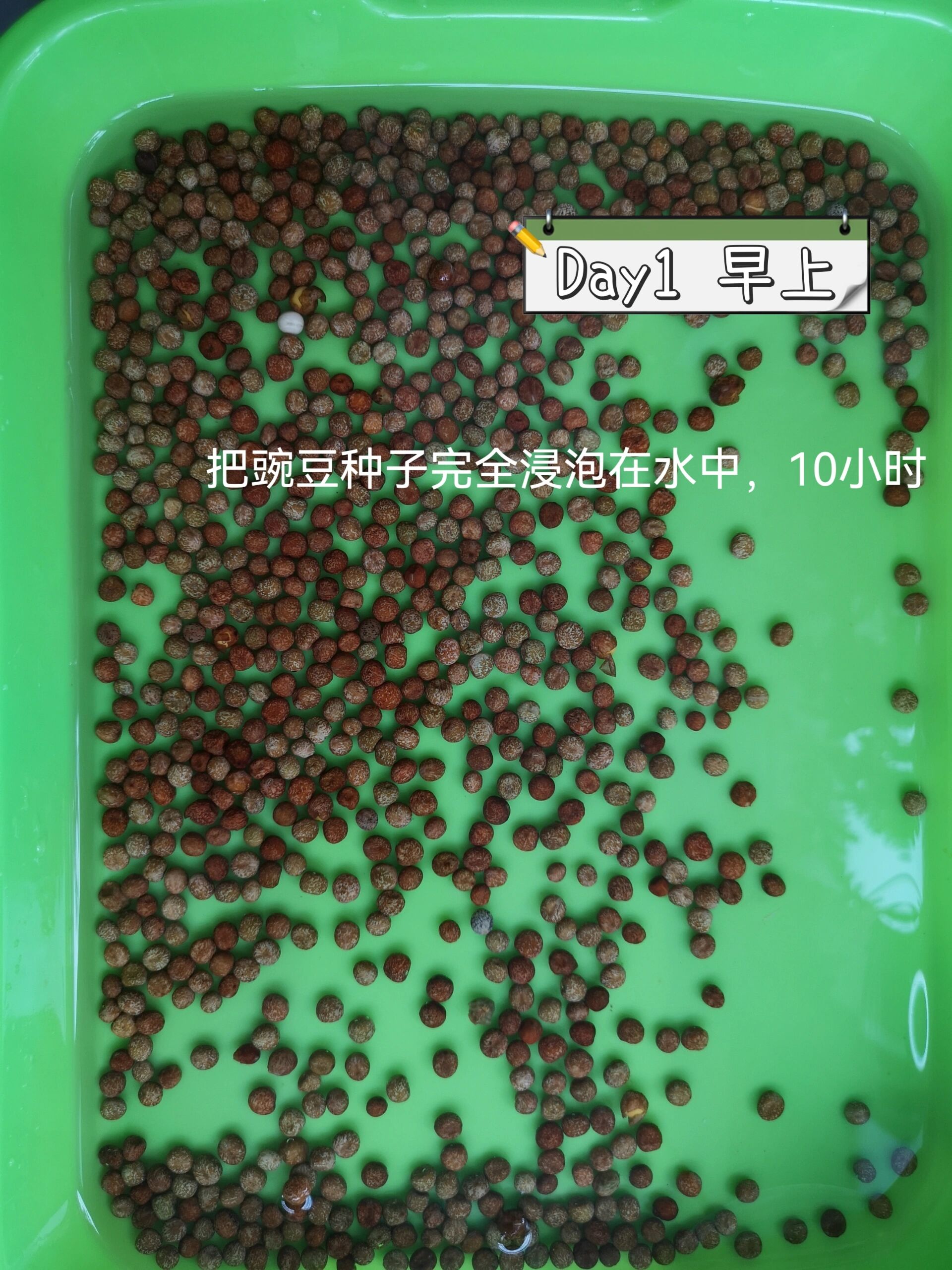 水培豌豆苗记录