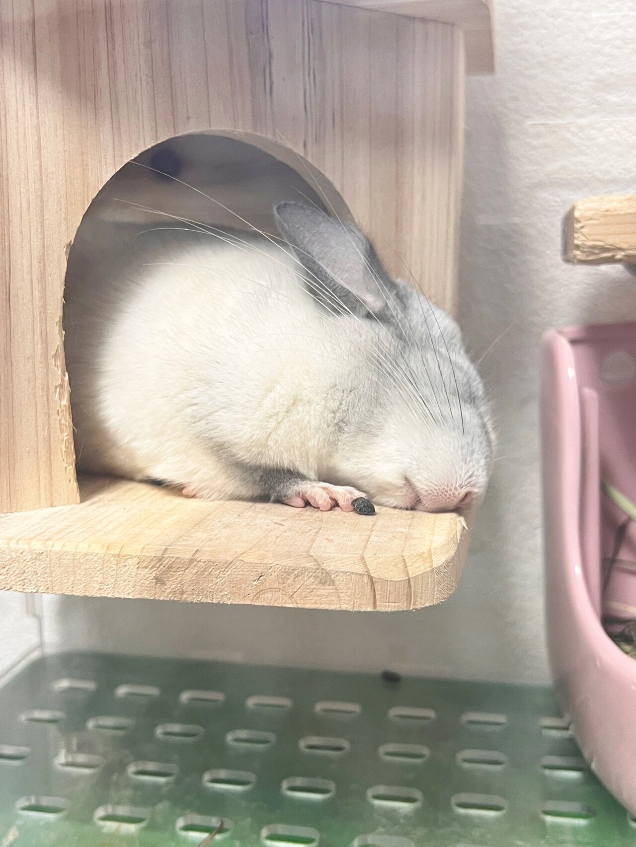 龙猫|小圆圆的各种销魂睡姿合集 软萌睡宝宝