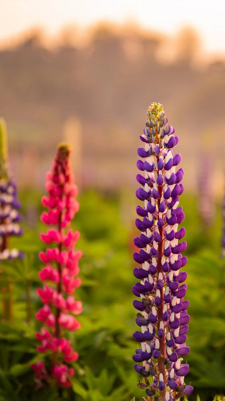 【72龙川江畔鲁冰花】也许龙川江畔的鲁冰花庄园,不是腾冲热门景点